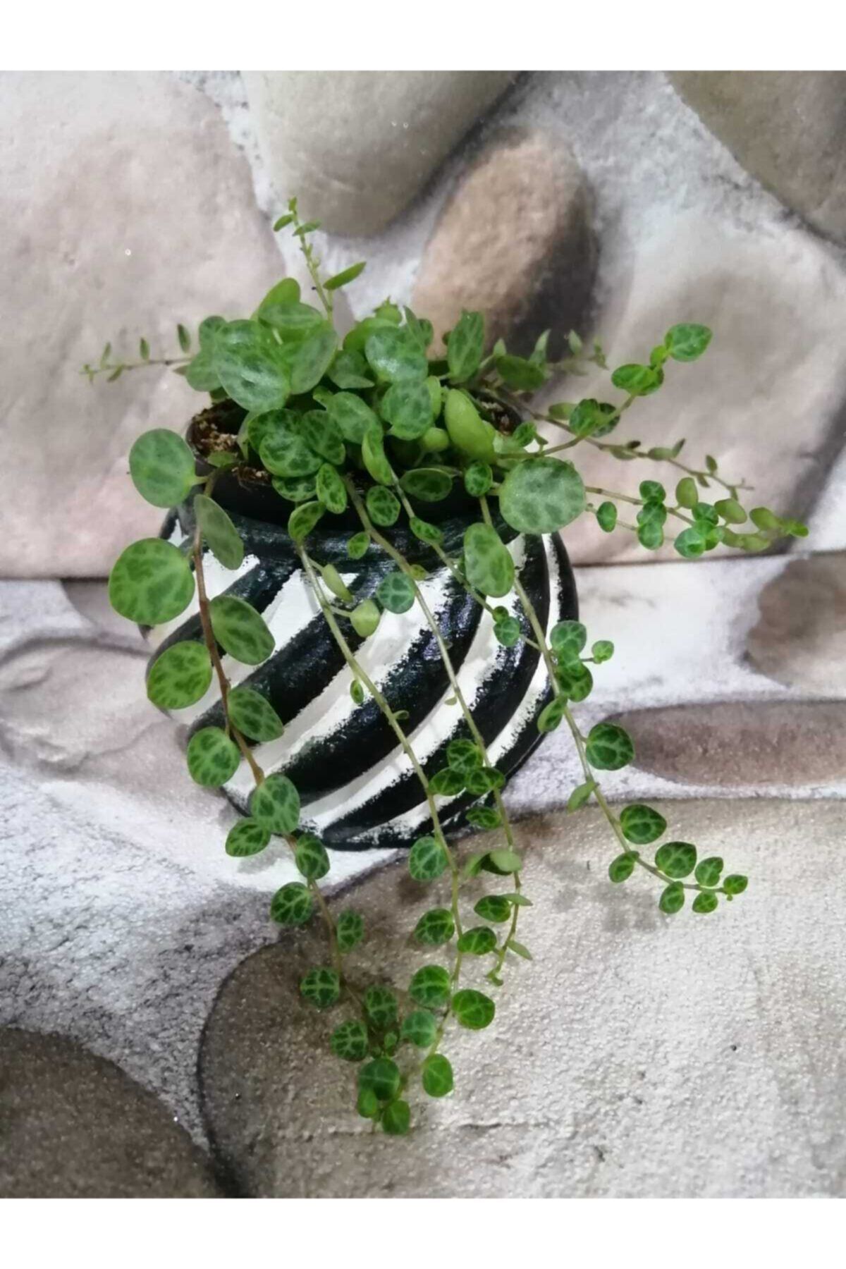 Ütopya Çiçek Evi Peperomia Prostrata