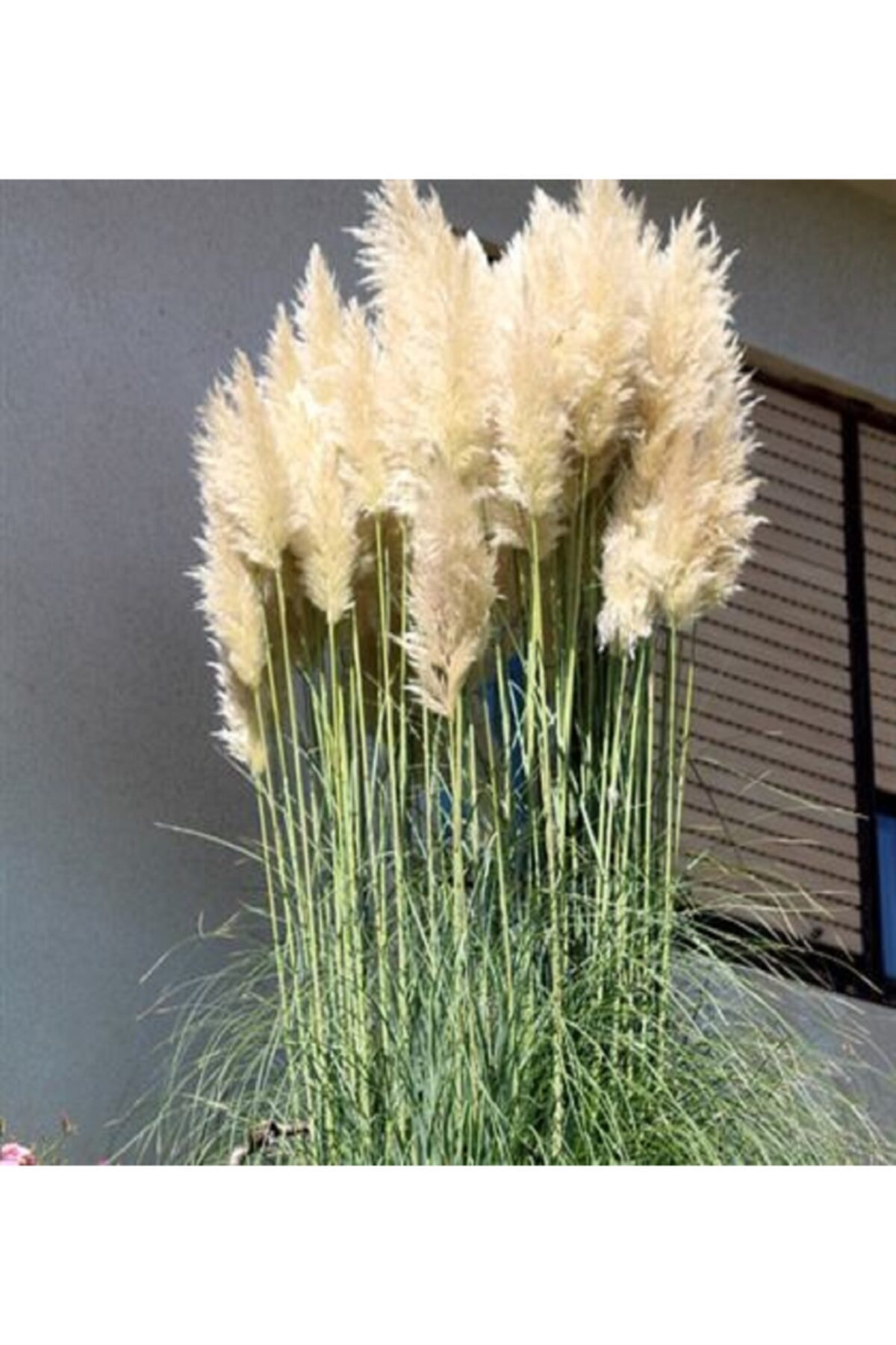 ALİBOTANİK Pampas Saz Çiçeği Beyaz Püskül 80 Cm