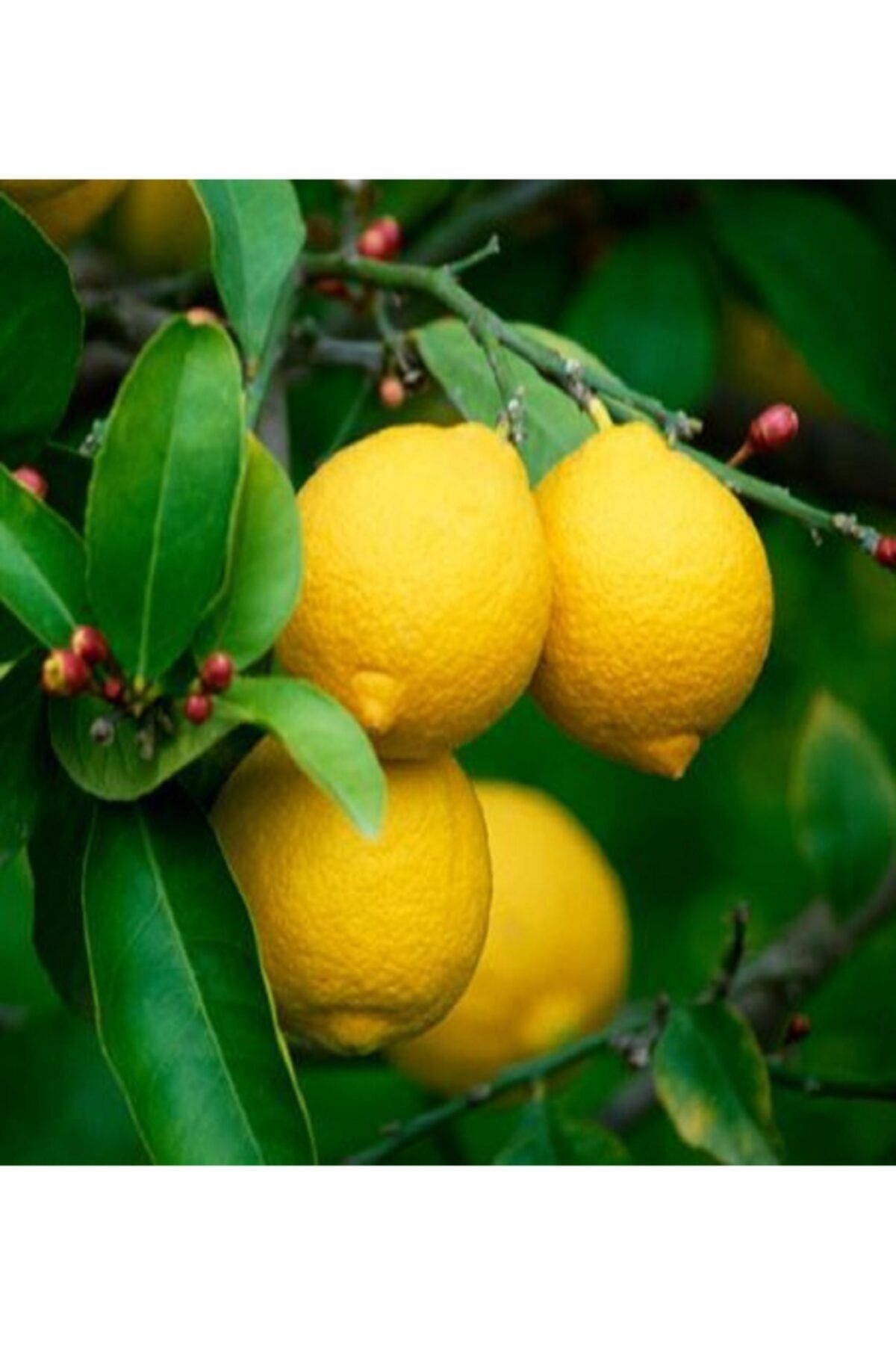 ALİBOTANİK Limon Fidanı Yediverendir 70 Cm Bol Sulu Cinsten Citrus