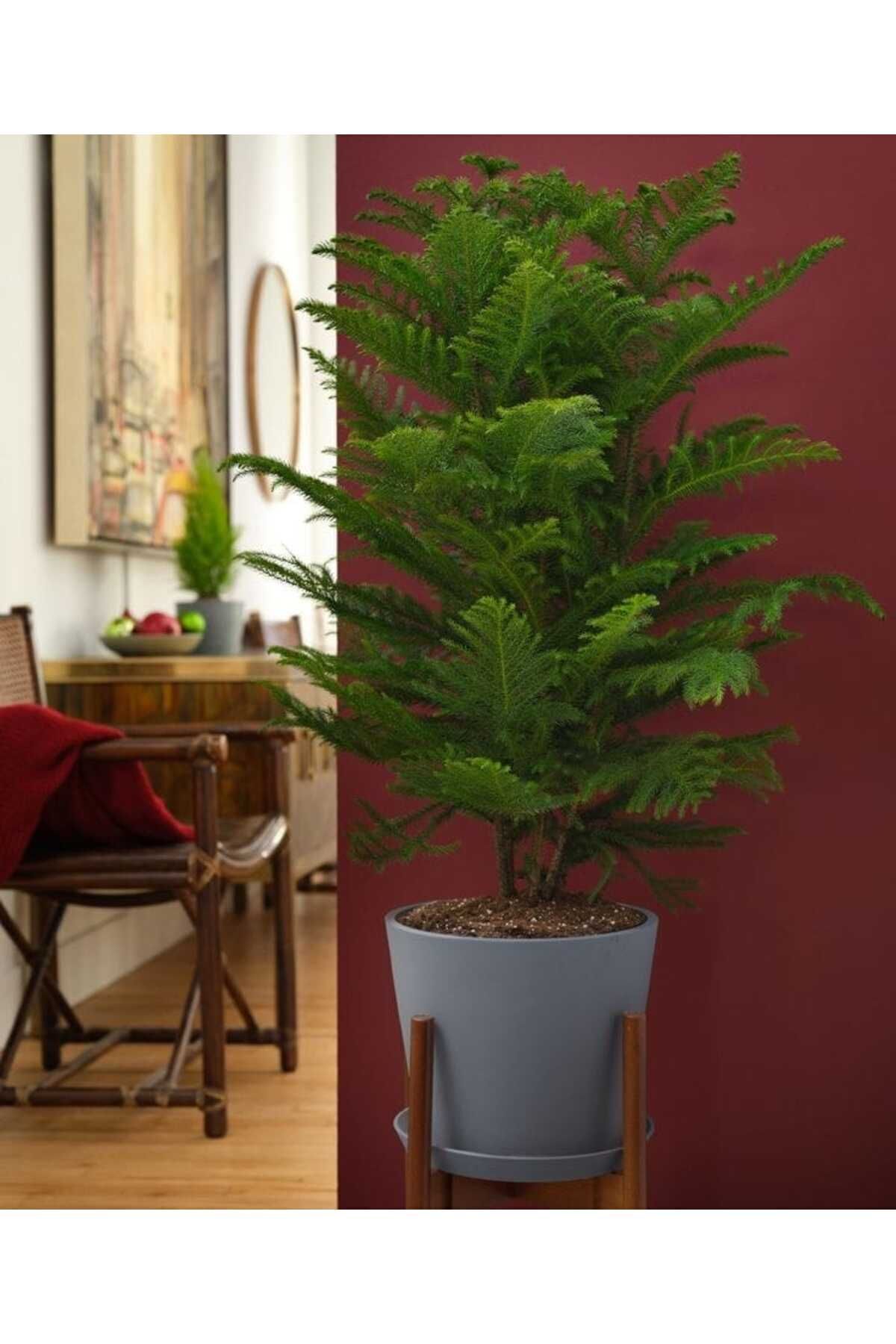 Salon Çamı / 40-60 Cm / Arokarya Çamı / Araucaria / Çok Değerli / Yılbaşı Çamı