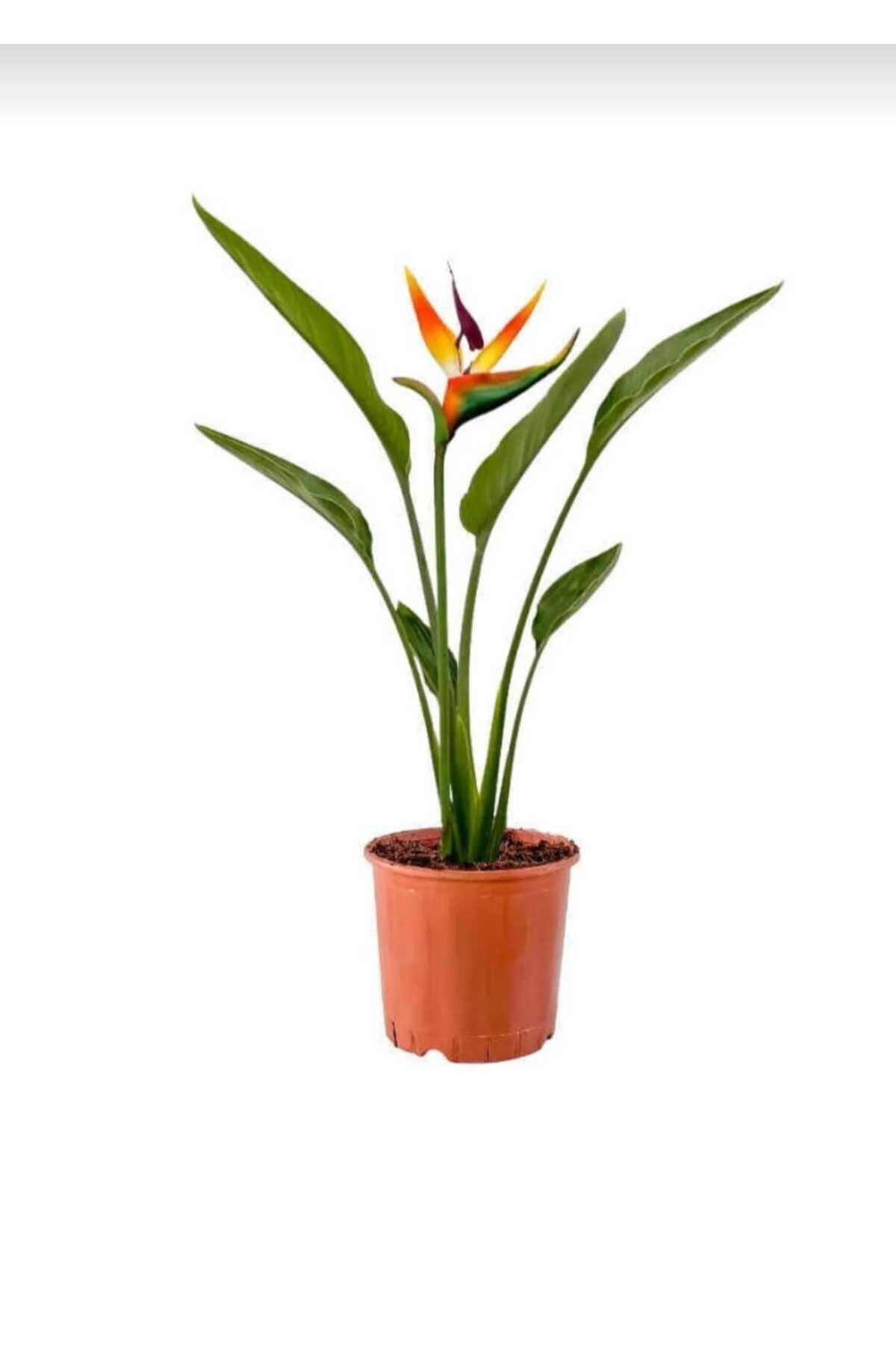 Starliçe / 40-60 Cm / Turuncu Cennet Kuşu / Strelitzia Reginae / Şu An Çiçeksiz / Popüler Bitki