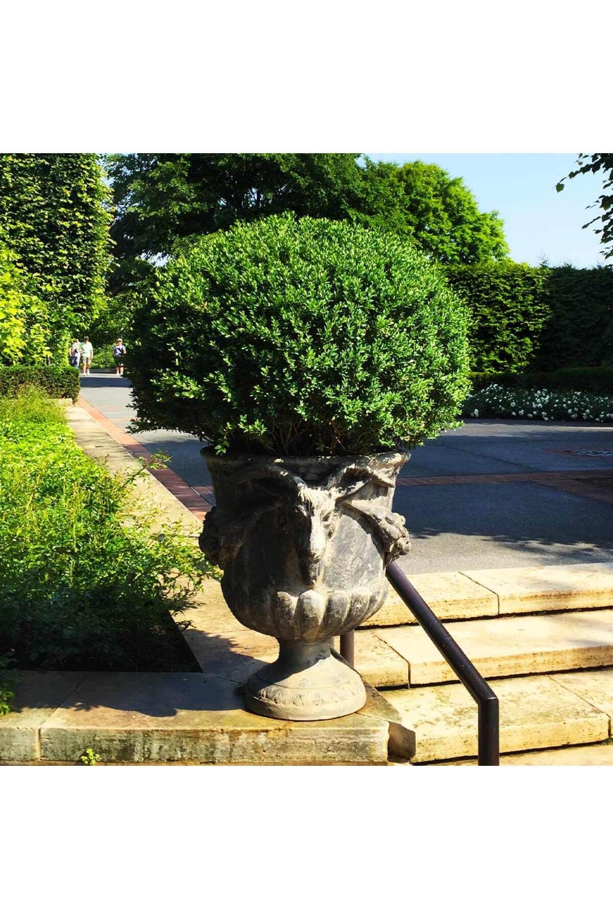 Osmanlı Şimşiri (Buxus sempervirens)