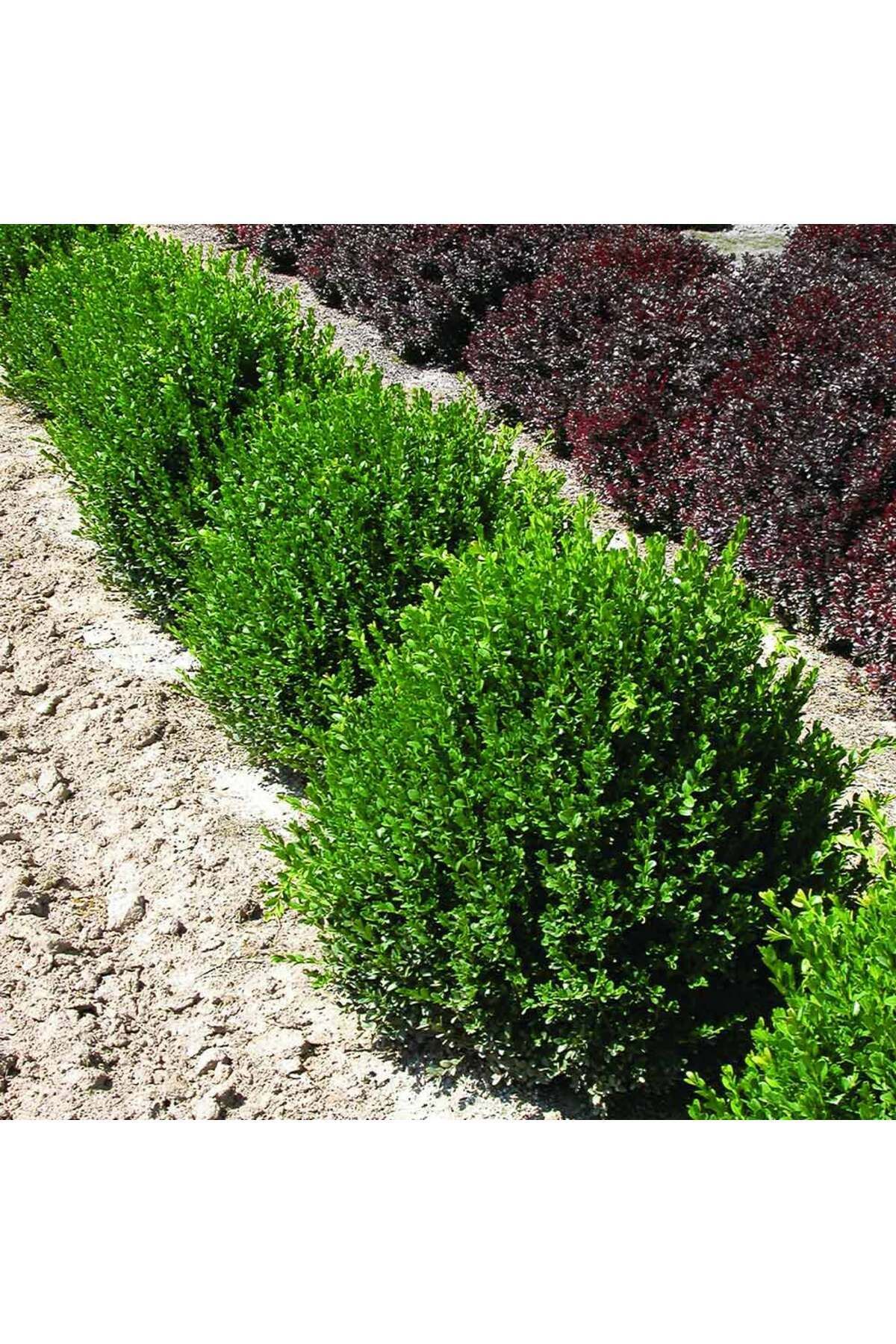 Osmanlı Şimşiri (Buxus sempervirens)