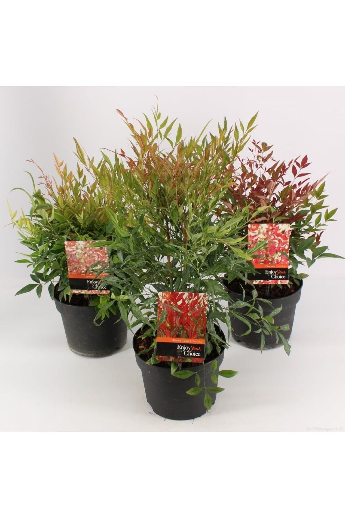 Nandina Gulf Stream - Cennet Bambusu RosaDelAmore A Kalite