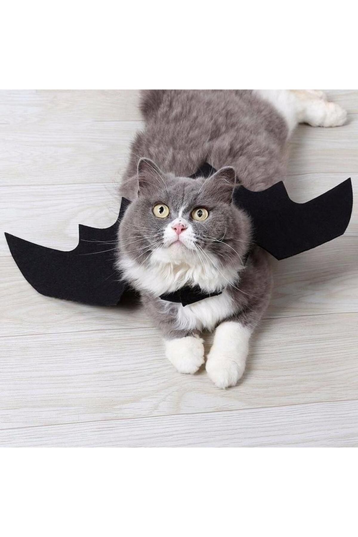 Kedi Yarasa Kostüm Siyah Cosplay Parti