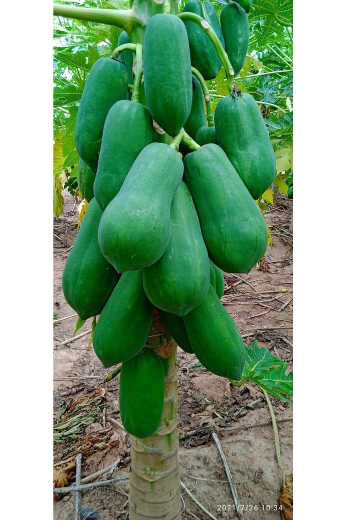 Hınzır Tüplü (60-115 Cm) Ağaç Kavunu Papaya Fidanı