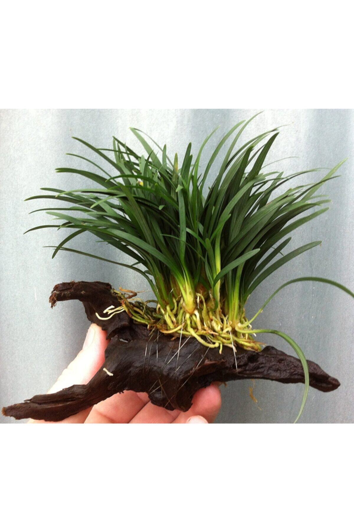 Black Mountian Aquatic Akvaryum Canlı Bitkisi 10-15 Dal!! Ophiopogon Kyoto