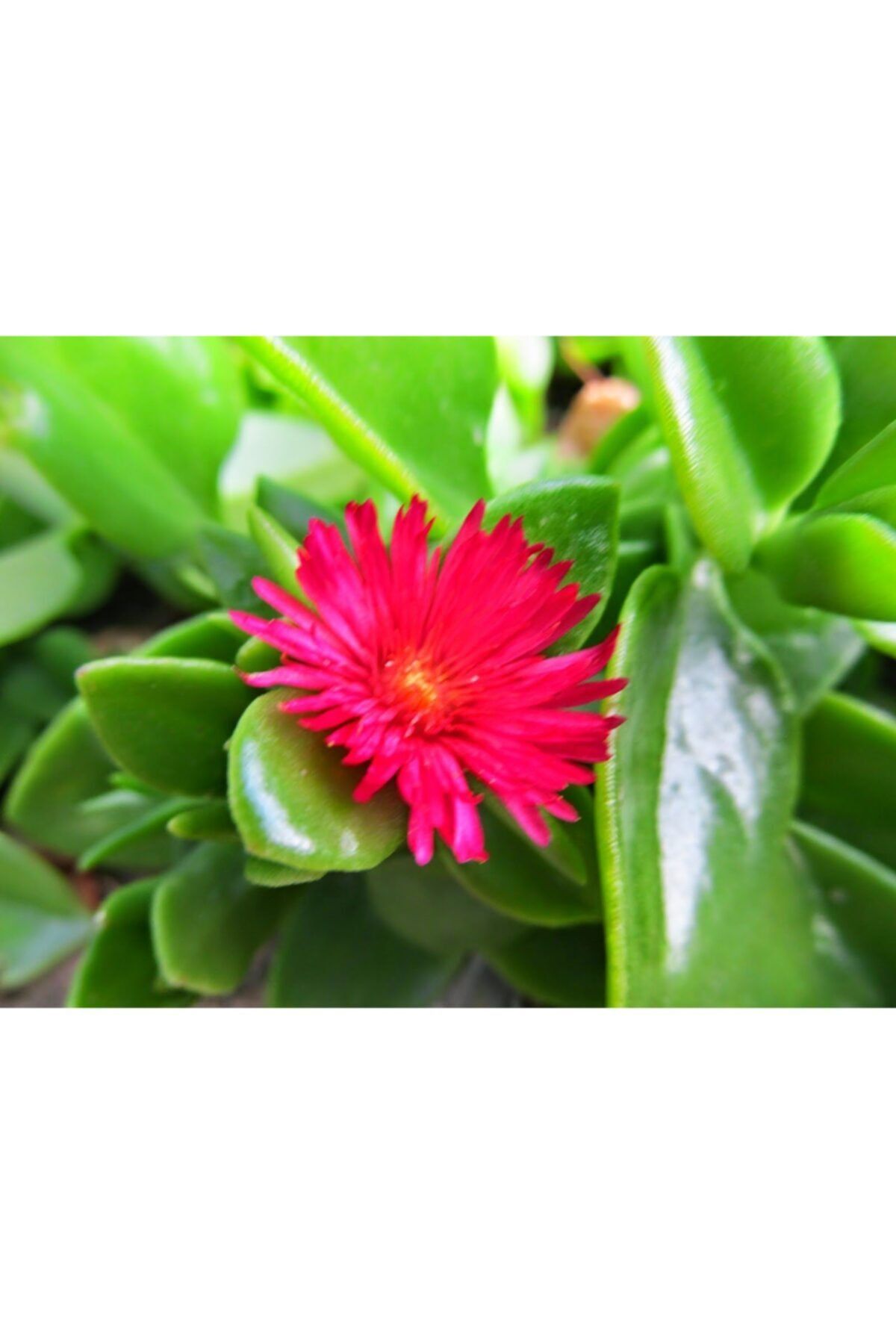 lalaahmetbotanik 40 Adet Aptenia Cordifolia, Buz Çiçeği, Öğle Çiçeği
