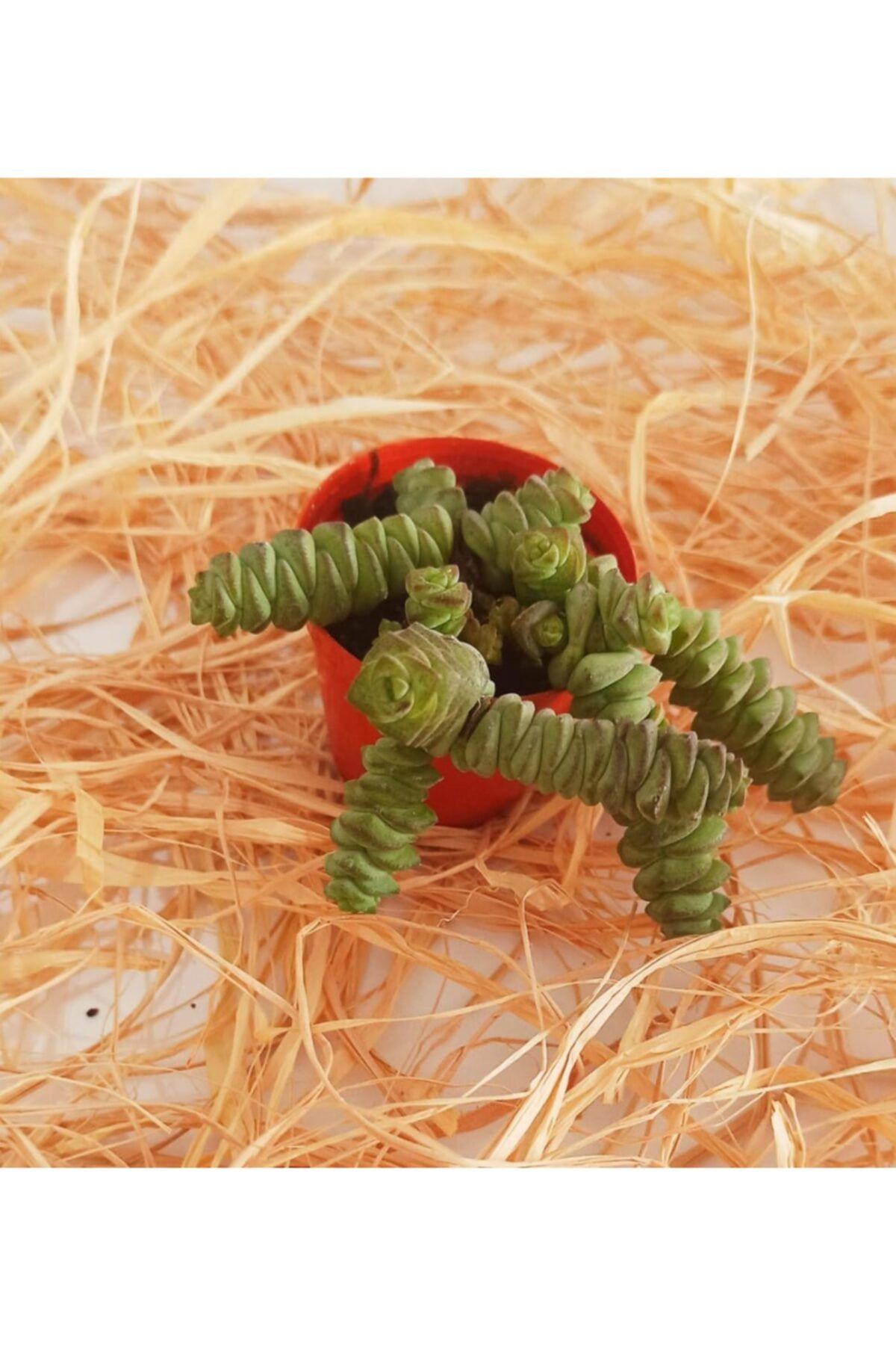 KAKTÜS SUKULENT DÜNYASI Kaktüs Sukulent Crassula Marnieriana