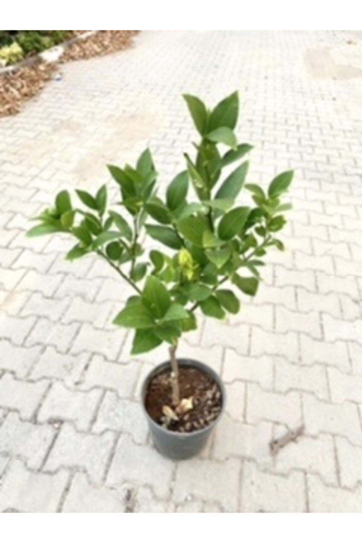 NATURUS Meyveli Yediveren Limon Ağcı Fidanı