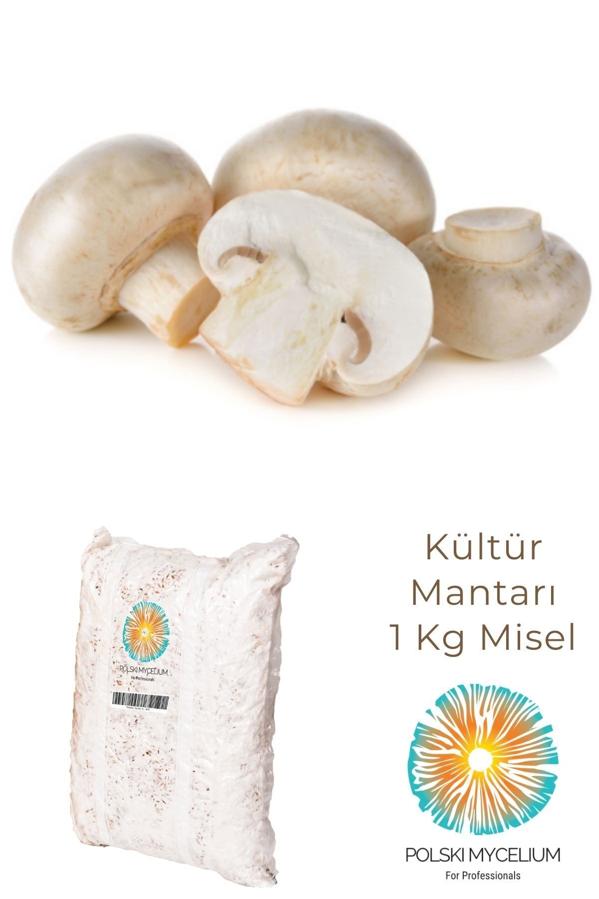 Polski Mycelium Kültür Mantarı Tohumu Miseli 500 Gr. Rehber Hediyeli