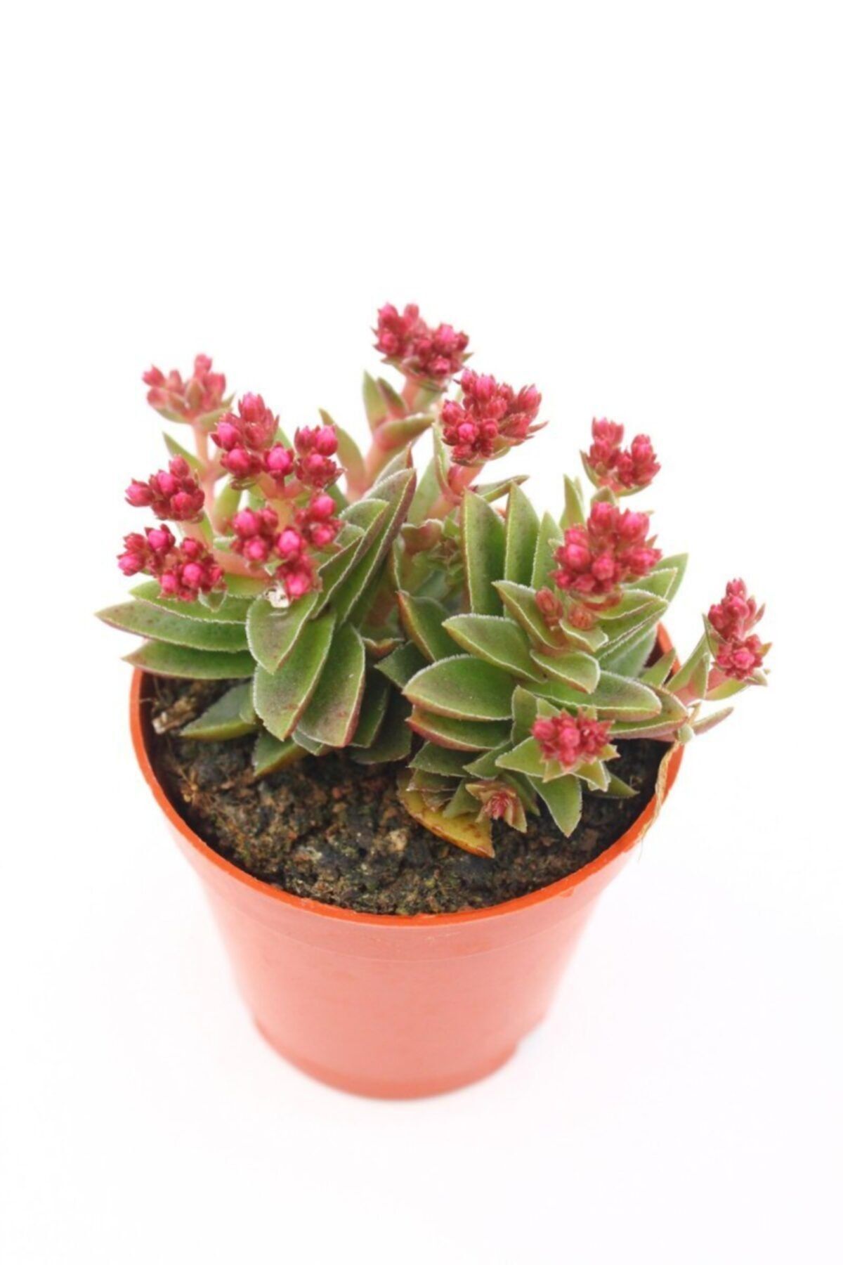 kaktuskent Crassula Exilis Ssp. Schmidtii