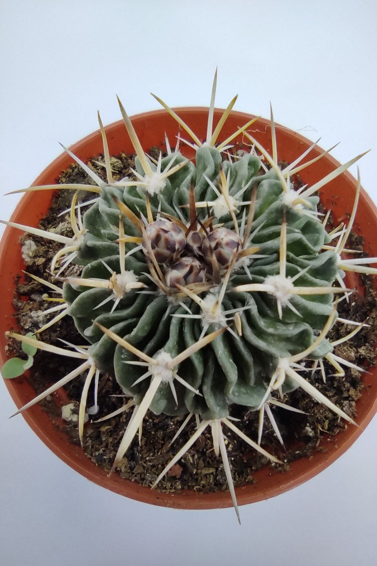 kaktuskent Stenocactus Multicostatus Kaktüs