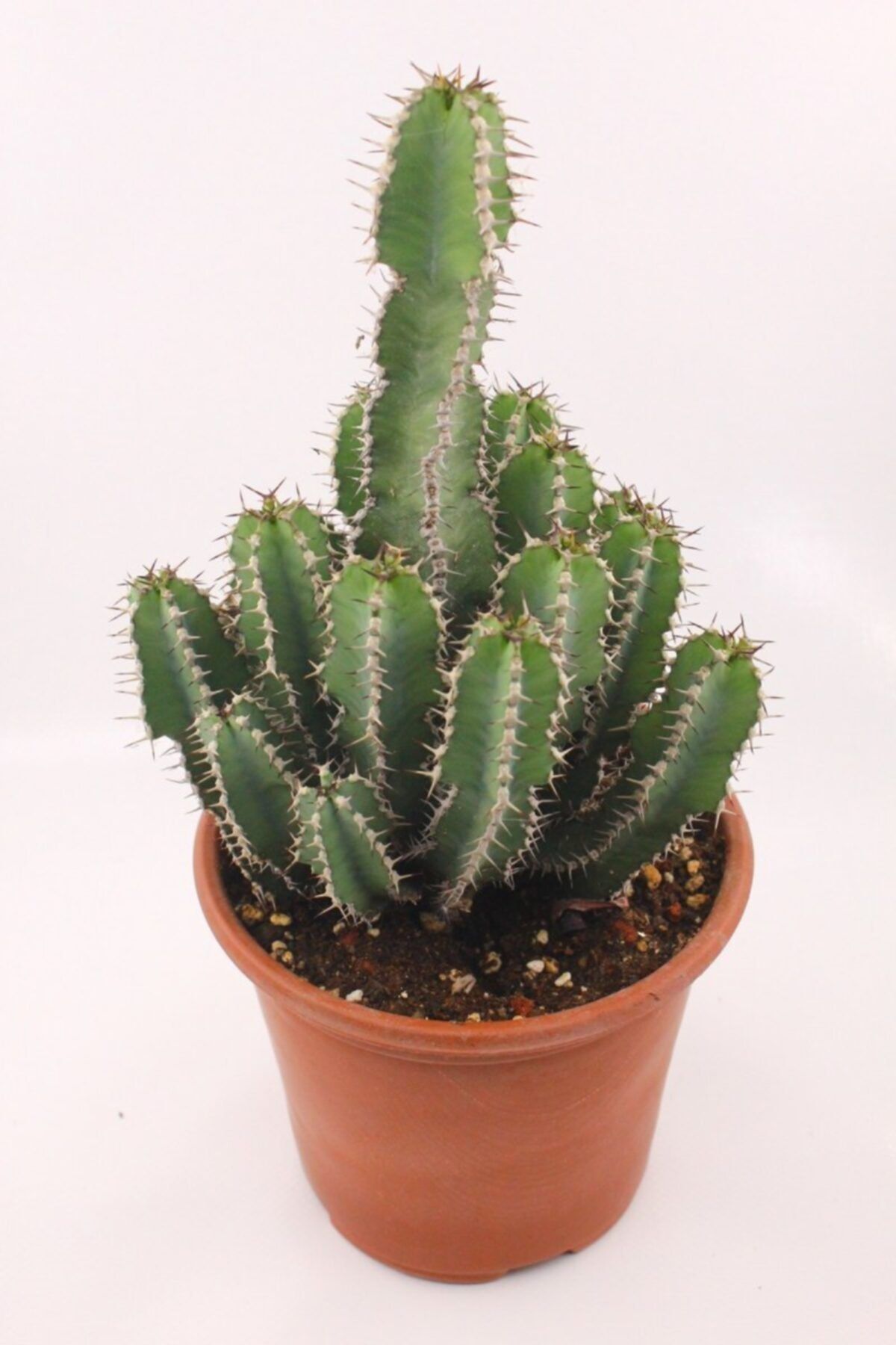 kaktuskent Euphorbia Polyacantha Kaktüs