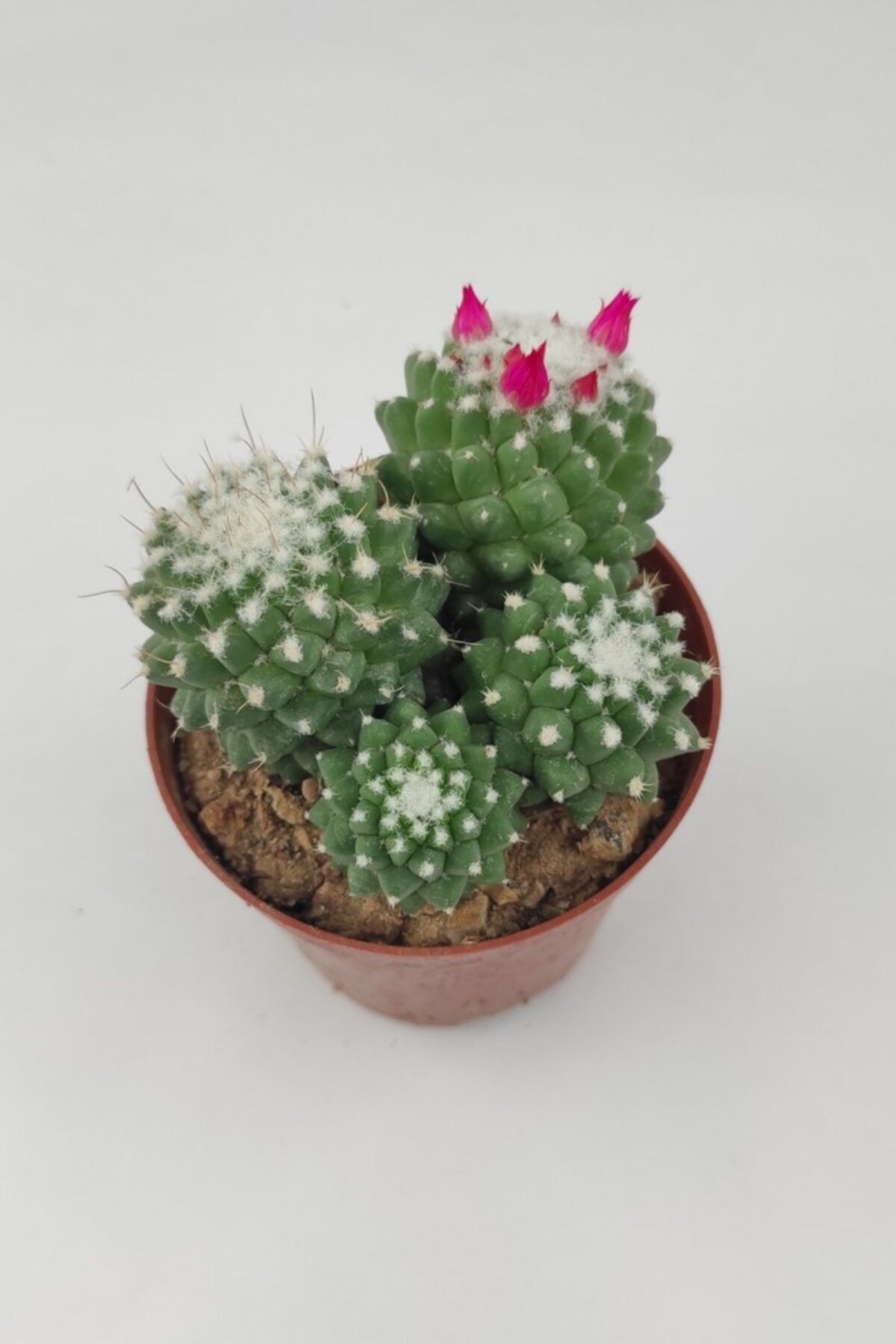 kaktuskent Mammillaria Polythele Inermis 8.5 cm Saksıda