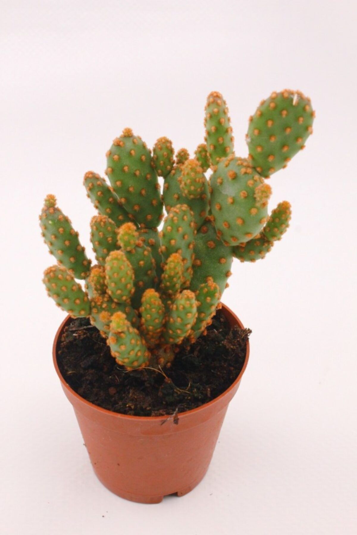 kaktuskent Opuntia Microdasy Rufida Minima Kaktüs