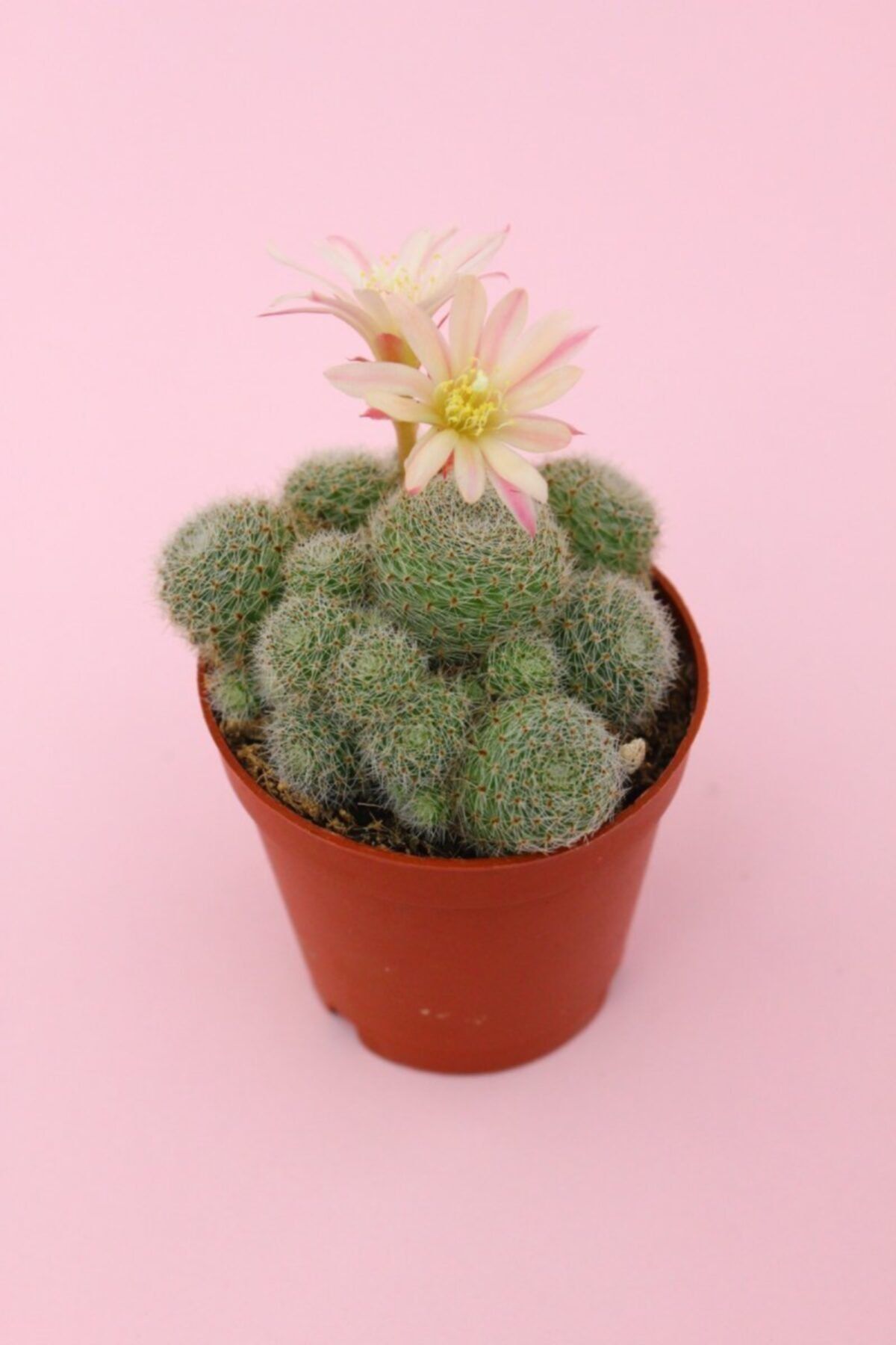 kaktuskent Rebutia Heliosa