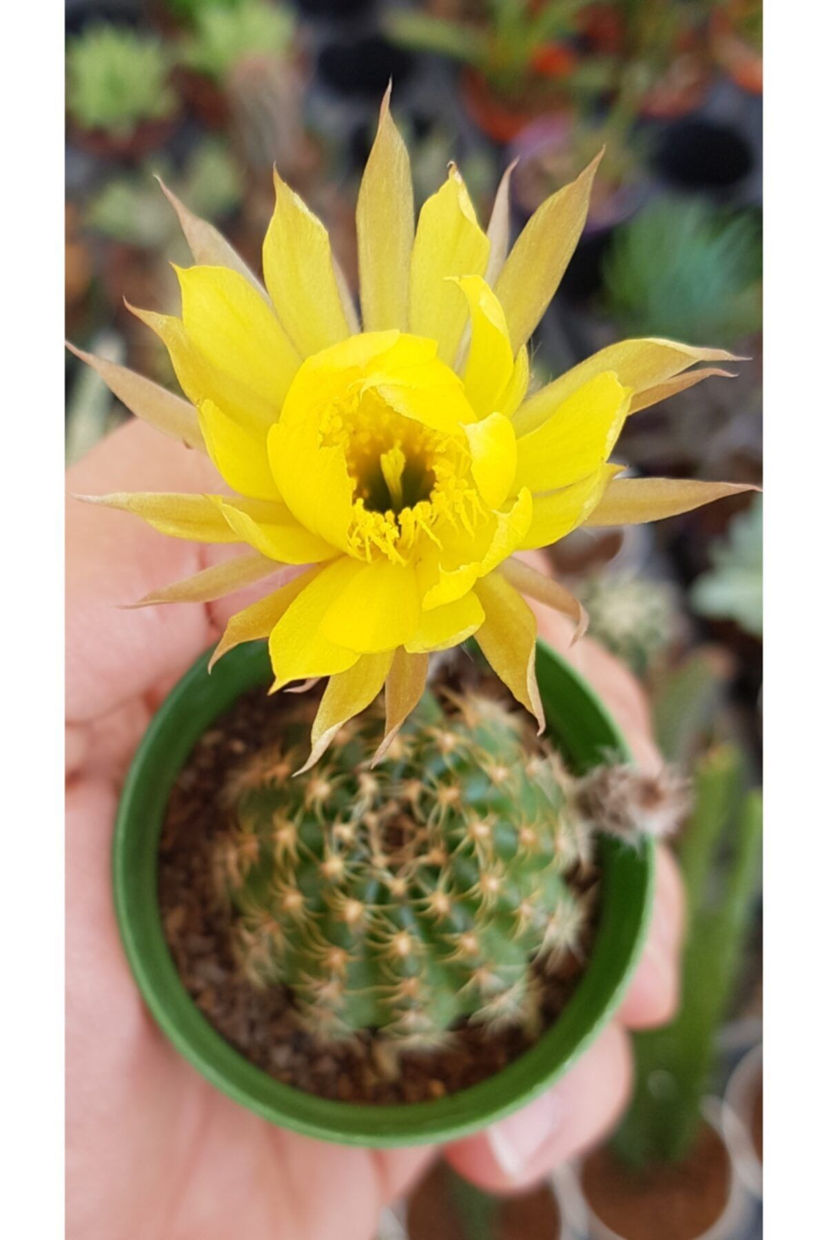 DOĞA BAHÇESİ Lobivia Kaktüs Sarı Çiçek Açan 5,5cm Saksılı