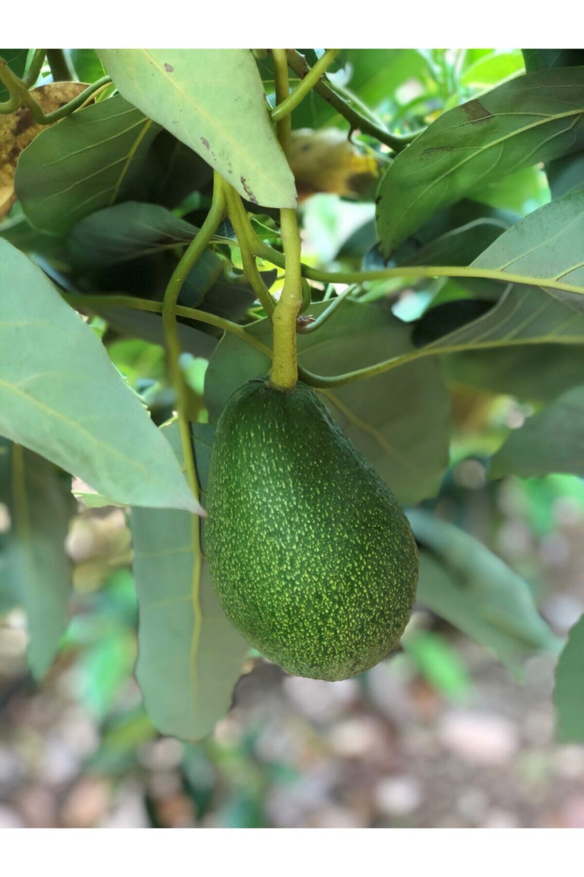 TaptazeCo Avokado Dalından Taze 2 Kg (6 -10 Adet Arası) Tptz4