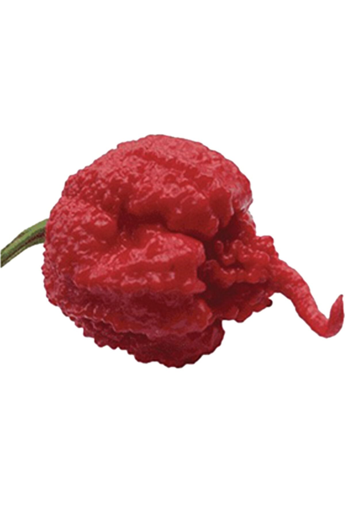 tohumcu kikizade 50 Adet Carolina Reaper Biberi Kurutulmuş Bire Bir Orginal Ürün