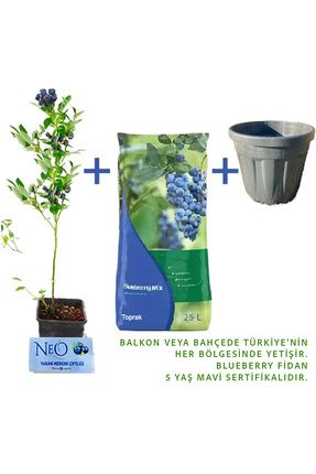 Yaban Mersini Fidan + Toprak (25Lt)+ Saksı (25Lt) Image 0