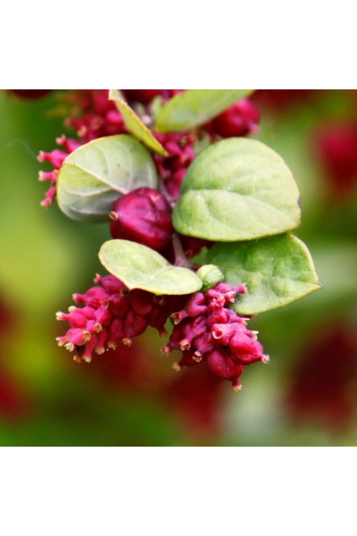 ALİBOTANİK Inci Çalısı Çiçeği Kırmızı Inci Symphoricarpus