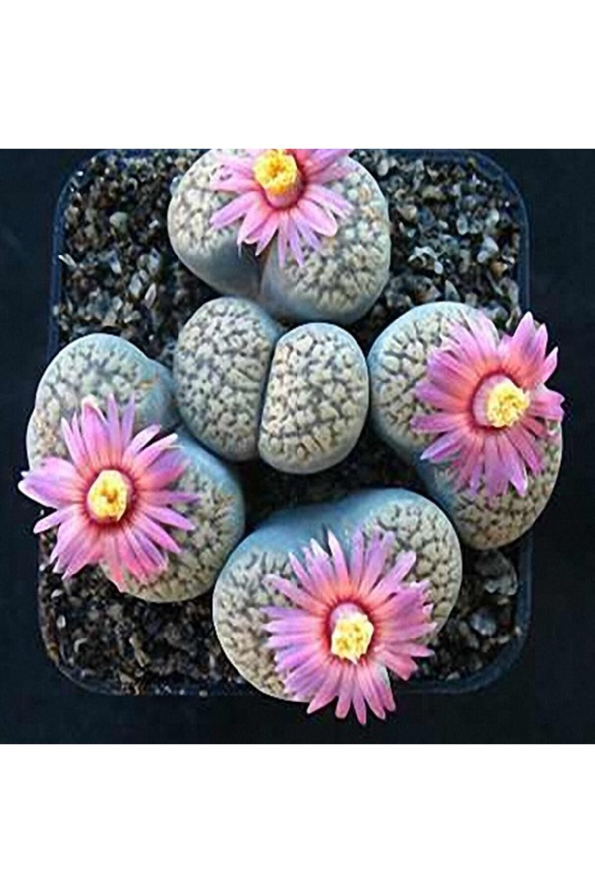 TTNS Lithops Verruculosa ‘rose Of Texas’ Sukulent Tohumu
