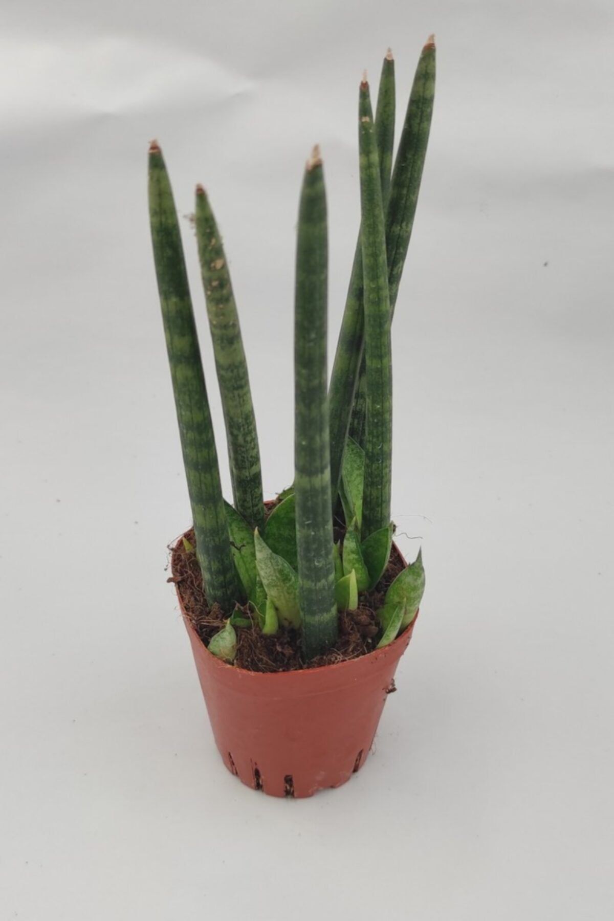 kaktuskent Sansaveria Cylindrica