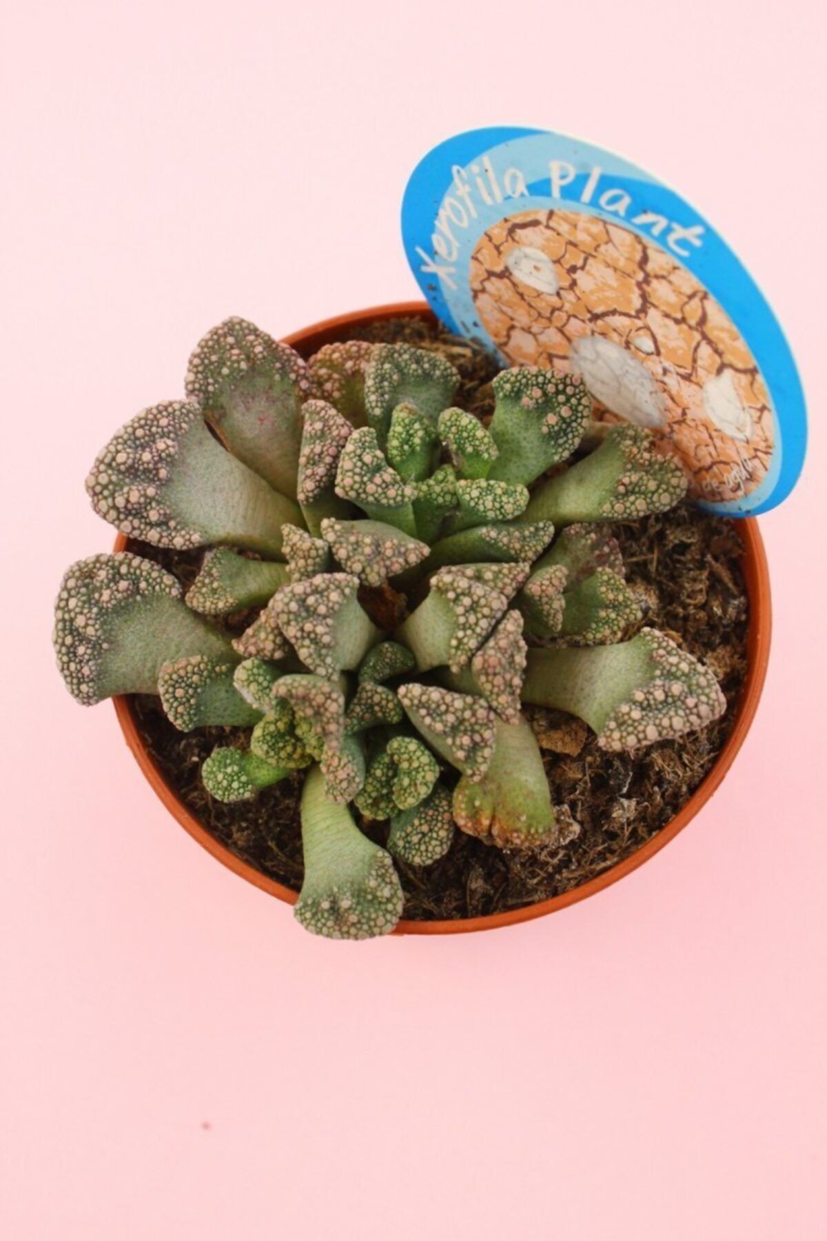 kaktuskent Titanopsis Calcarea Kaktüs - 8.5 Cm Saksıda
