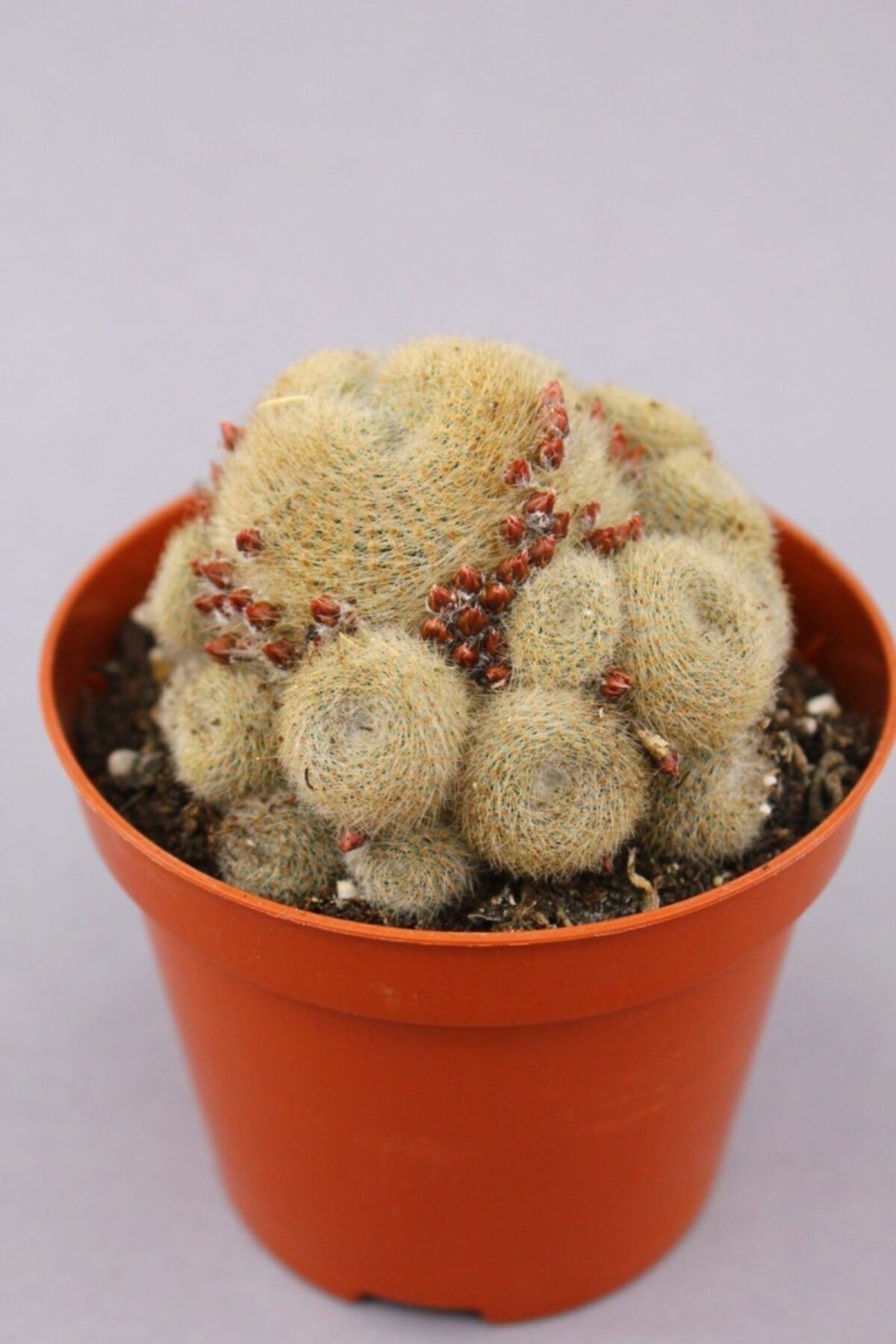 kaktuskent Rebutia Schatzliana