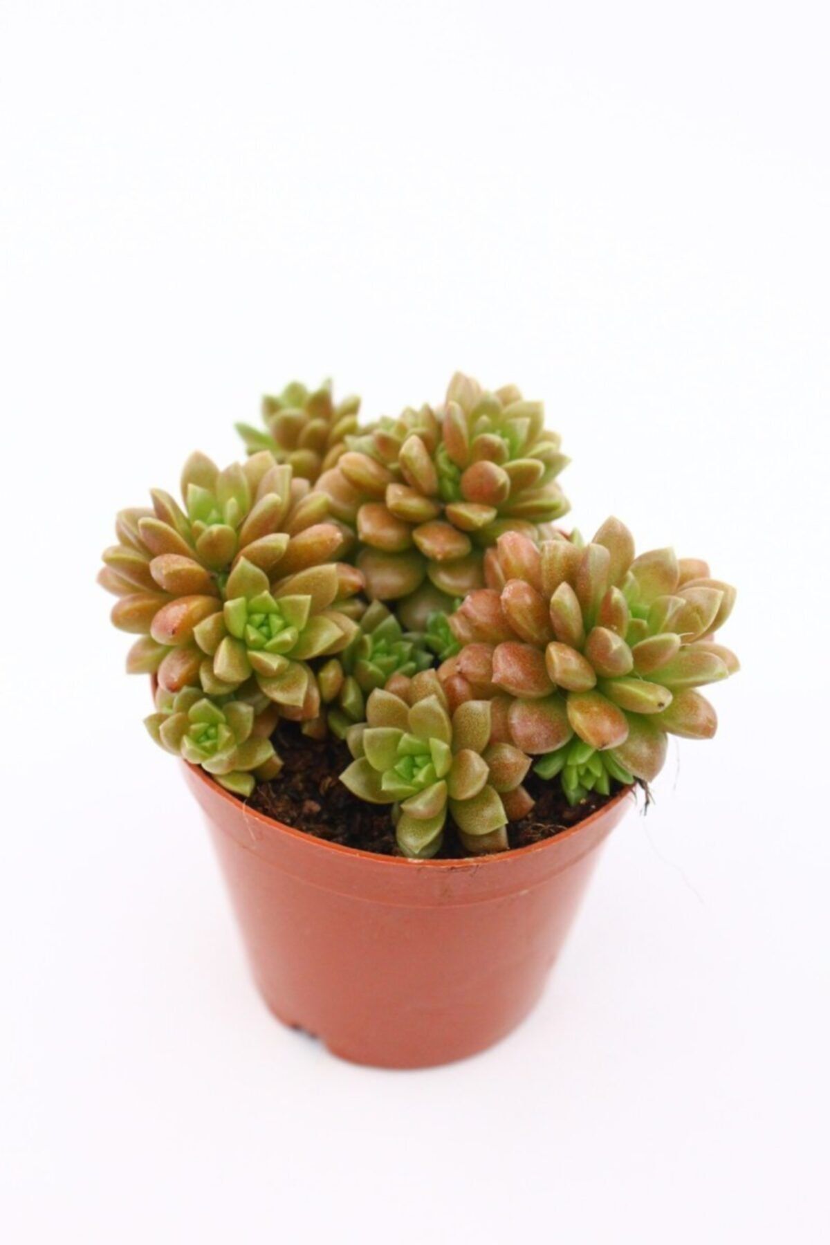 kaktuskent Sedum Little Gem