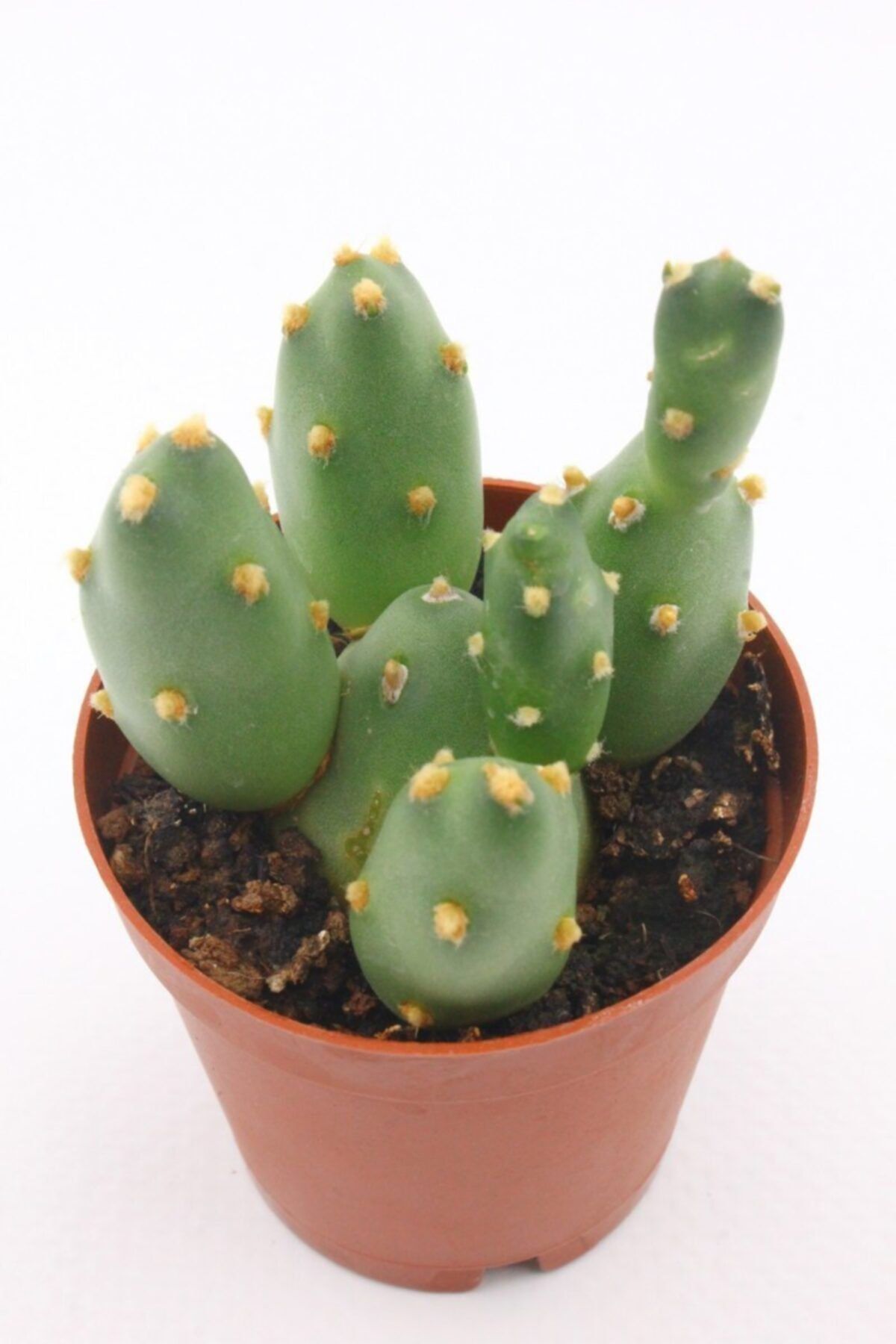 kaktuskent Opuntia Canterae Kaktüs