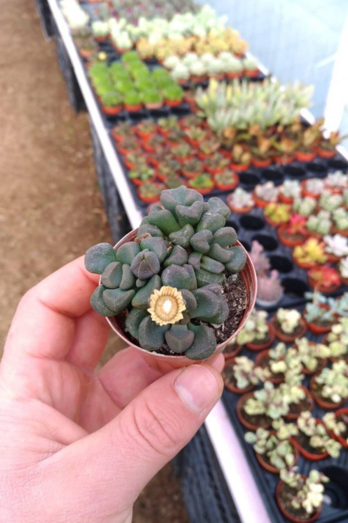 kaktuskent Aloinopsis Schooneesii