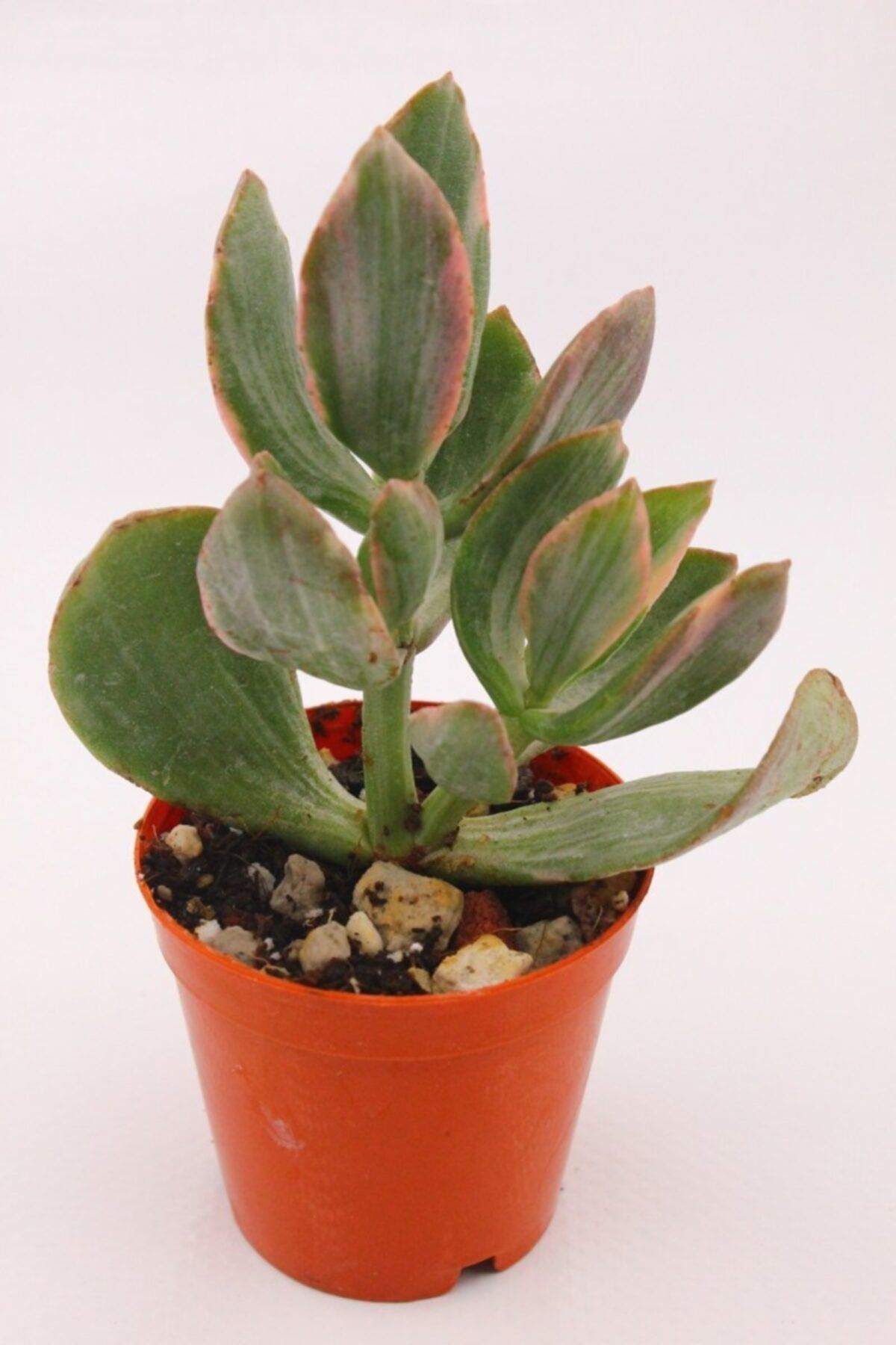 kaktuskent Crassula Ovata Variegata