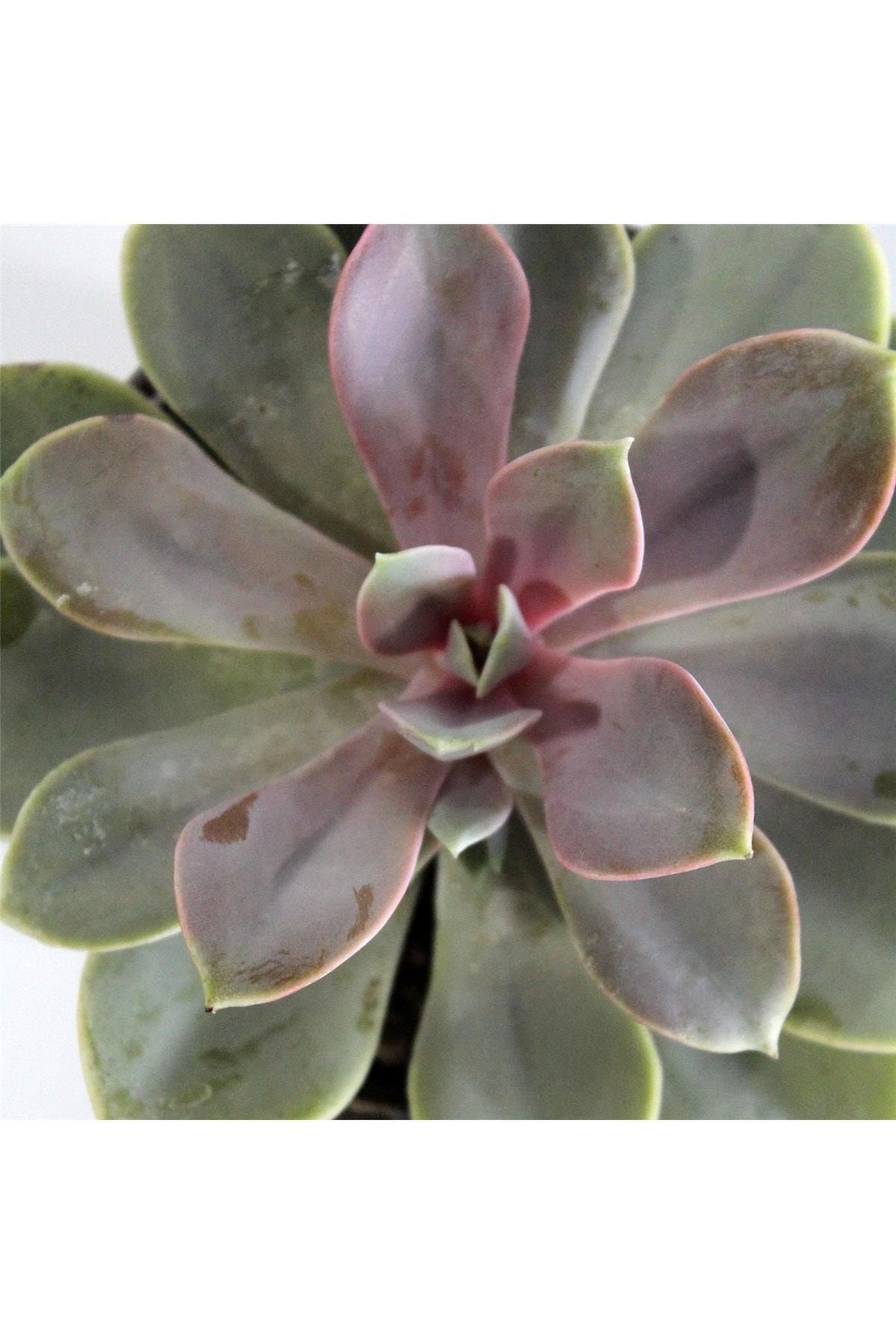 ÇiçekAntalya Parks Pop Candy Echeveria Sukulent Çiçek Antalya