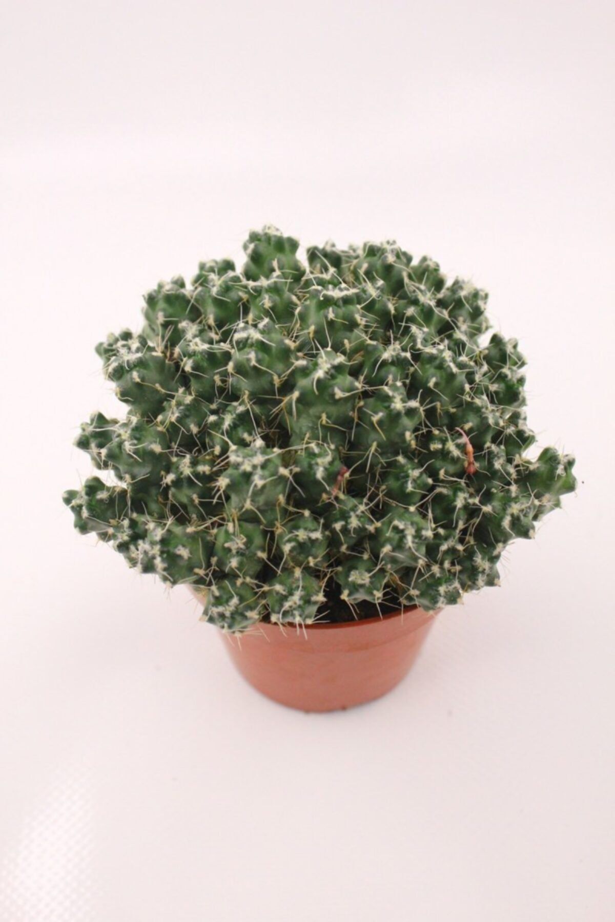 kaktuskent Puna Subterranea - 8.5 Cm Saksıda