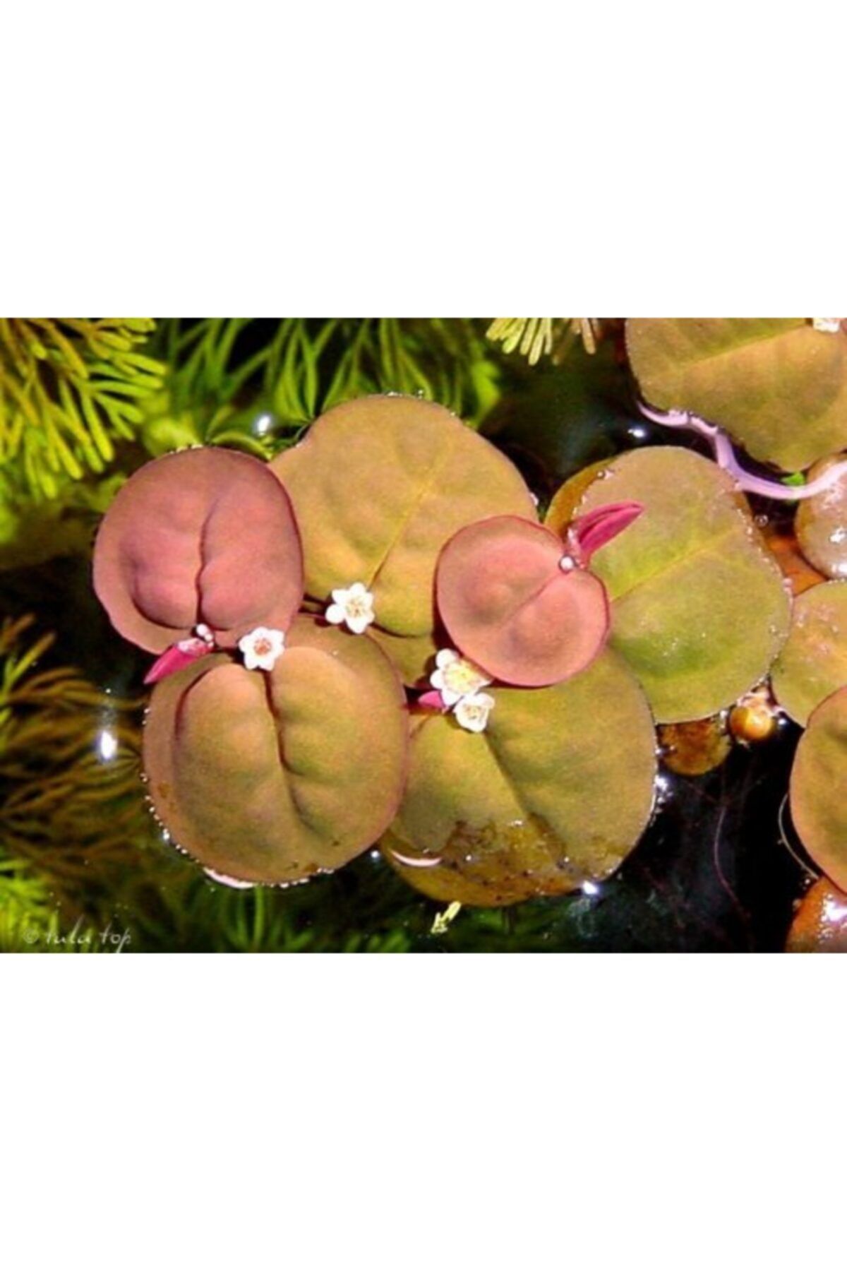 Black Mountian Aquatic Akvaryum Canlı Bitkisi 10-15 Dal!! Phylanthus Fluitans Red