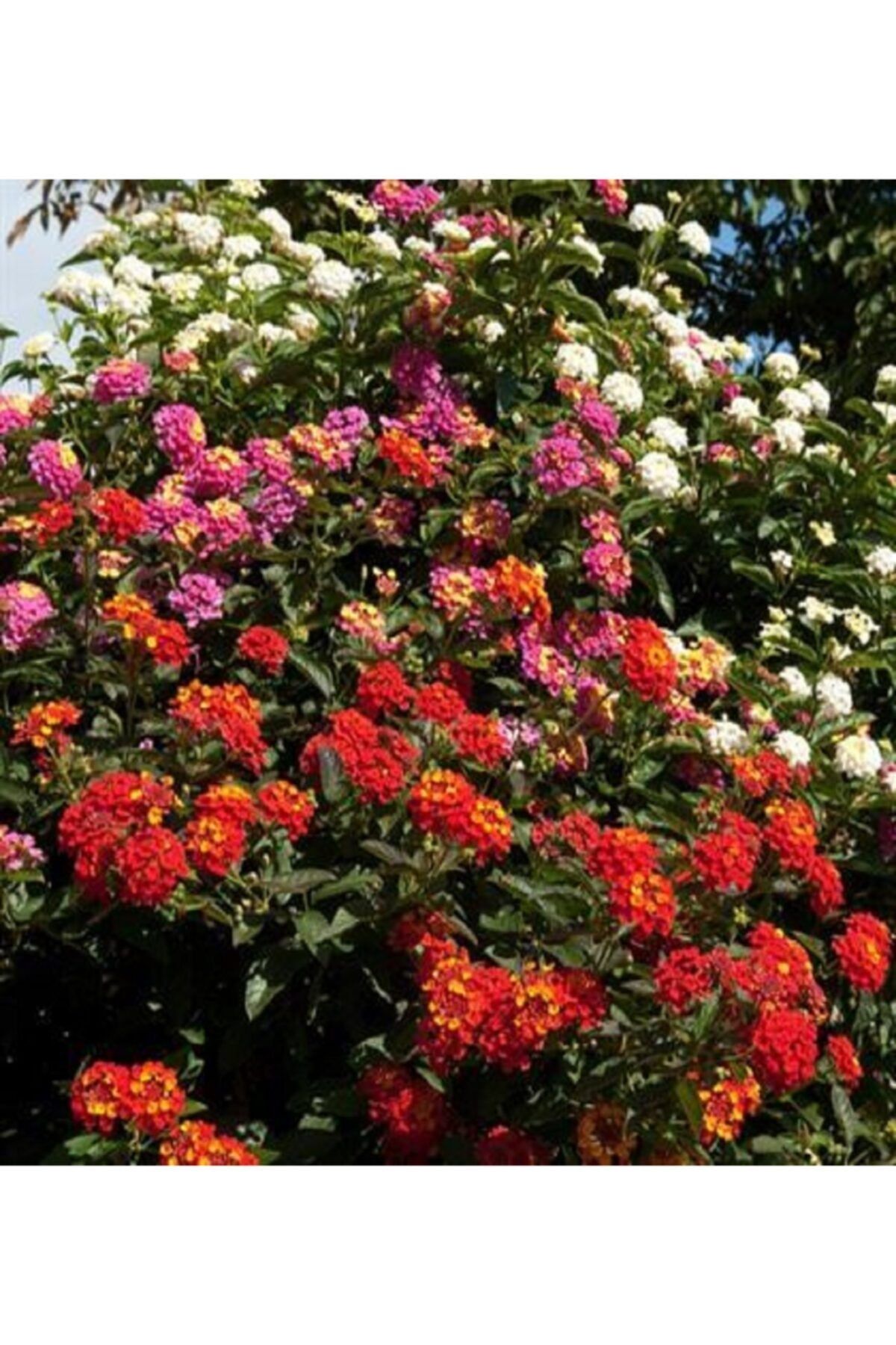 ALİBOTANİK Bodur Ağaç Minesi Çiçeği 20 cm Lantana Camara