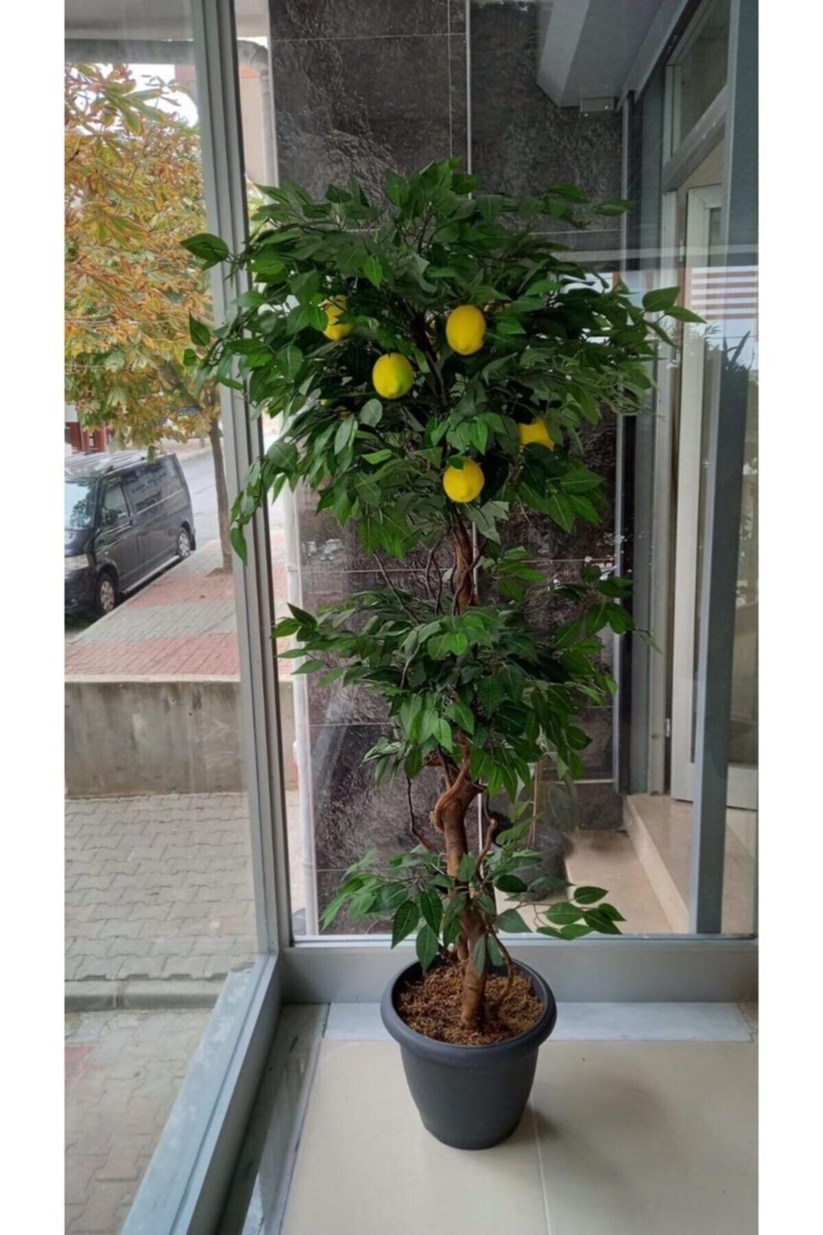 Cihan Çiçekçilik Limon Ağacı 180 Cm Çilik