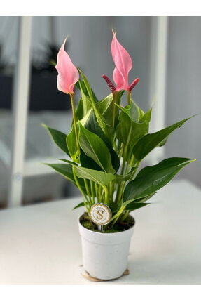 Pembe Antoryum Filamingo Canlı Hediyelik  Ev Ofis Salon Bitkisi Image 0