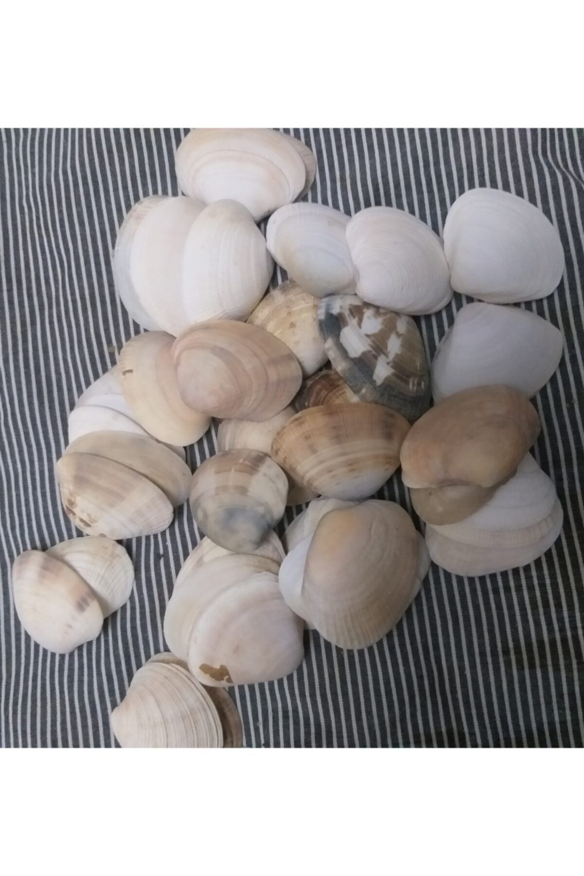BAYANES Gerçek Deniz Kabuğu Büyük Boy 3,5 4 cm