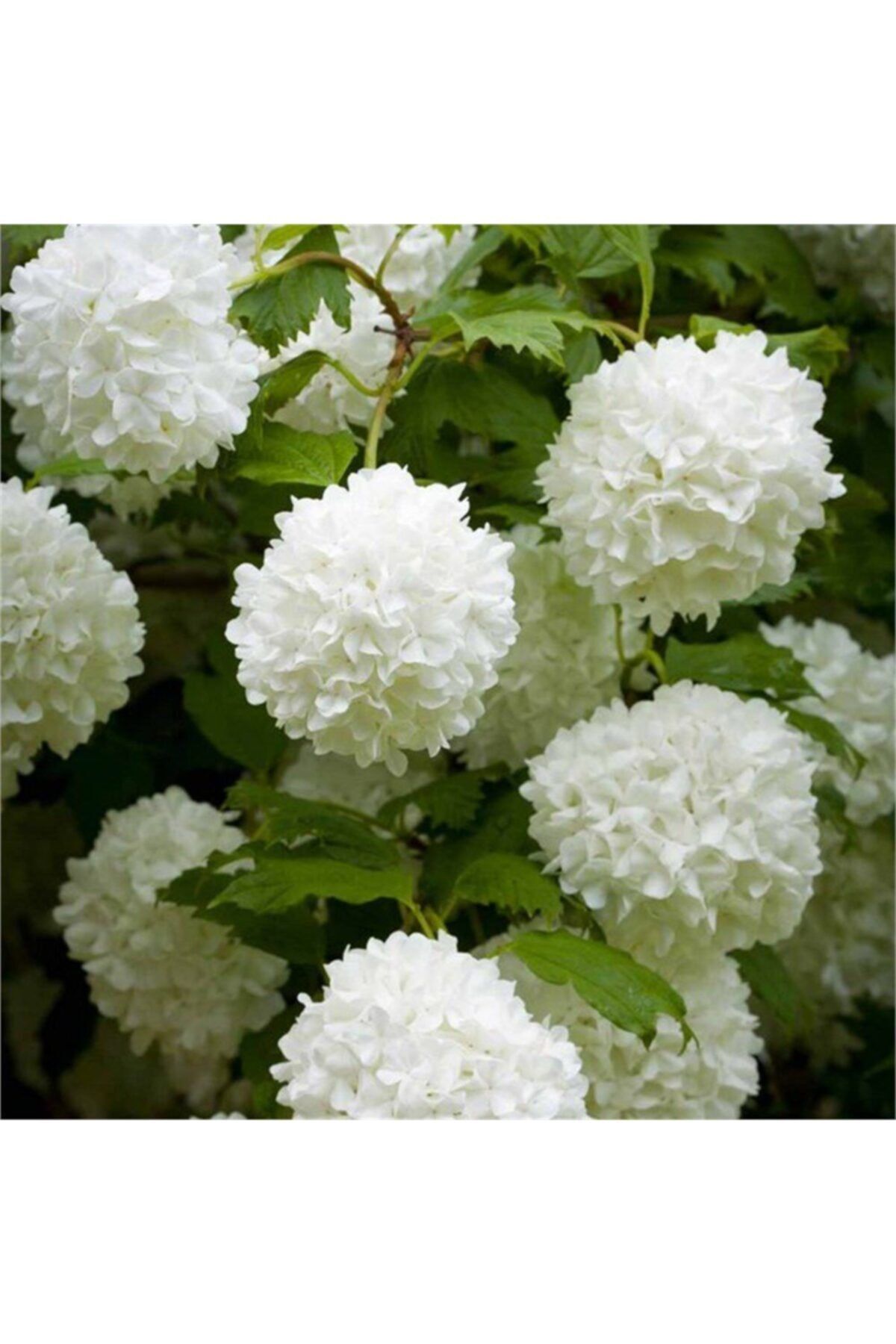 lalaahmetbotanik 5 Adet Çınar Kartopu Fidesi Viburnum Opulus, 30-60 cm. Boyunda 2 Yaşında