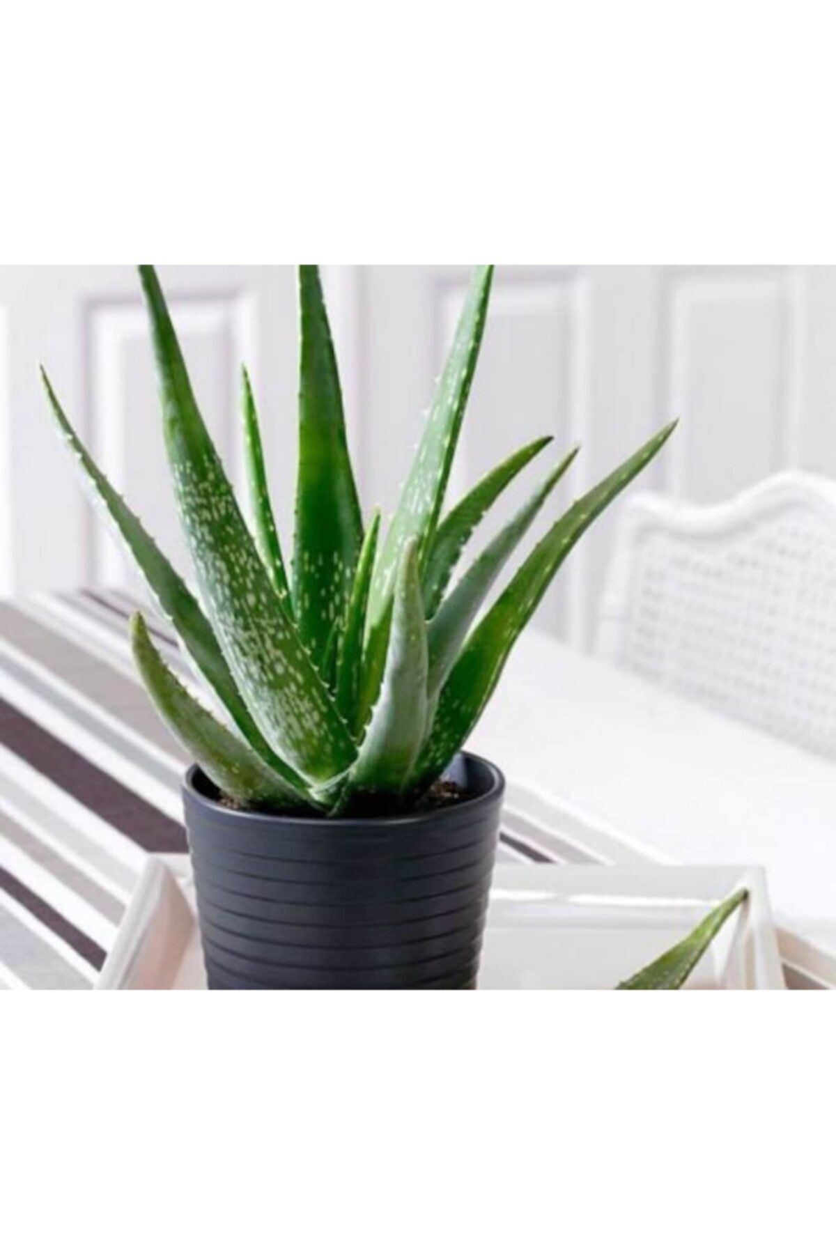 ruzgarbotanik Alovera Çiçeği Fidanı Saksılı 30cm 50 Cm