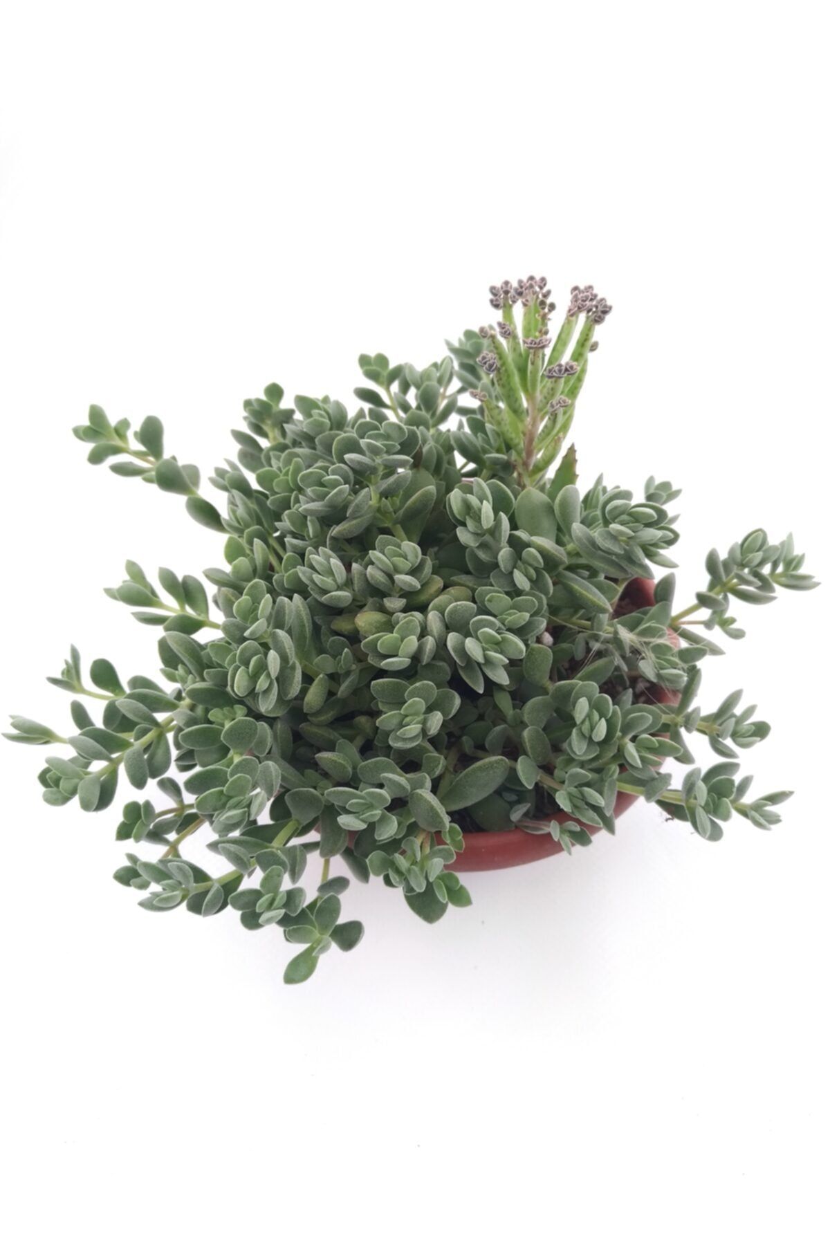 kaktuskent Crassula Lanuginosa
