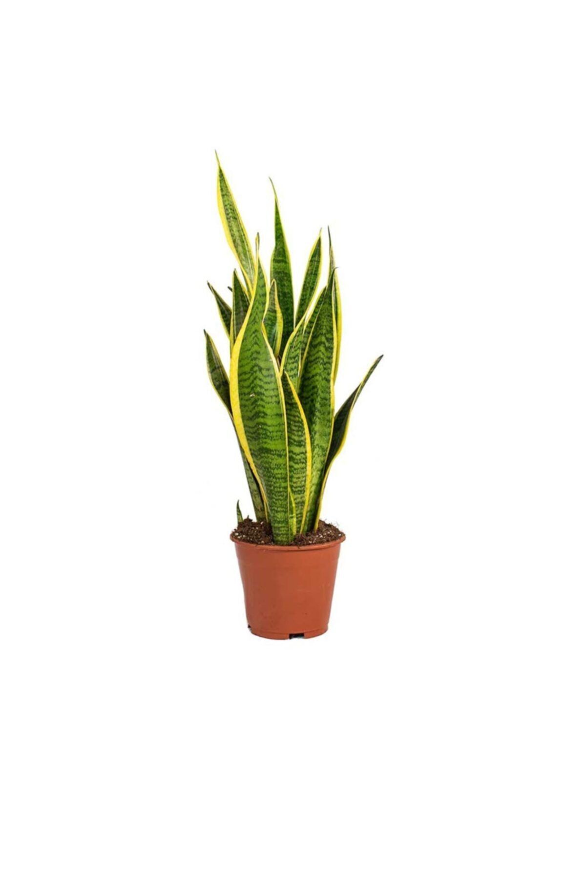 Palmiye Sansevieria Trifasciata Laurentii (21 Cm Saksıda)