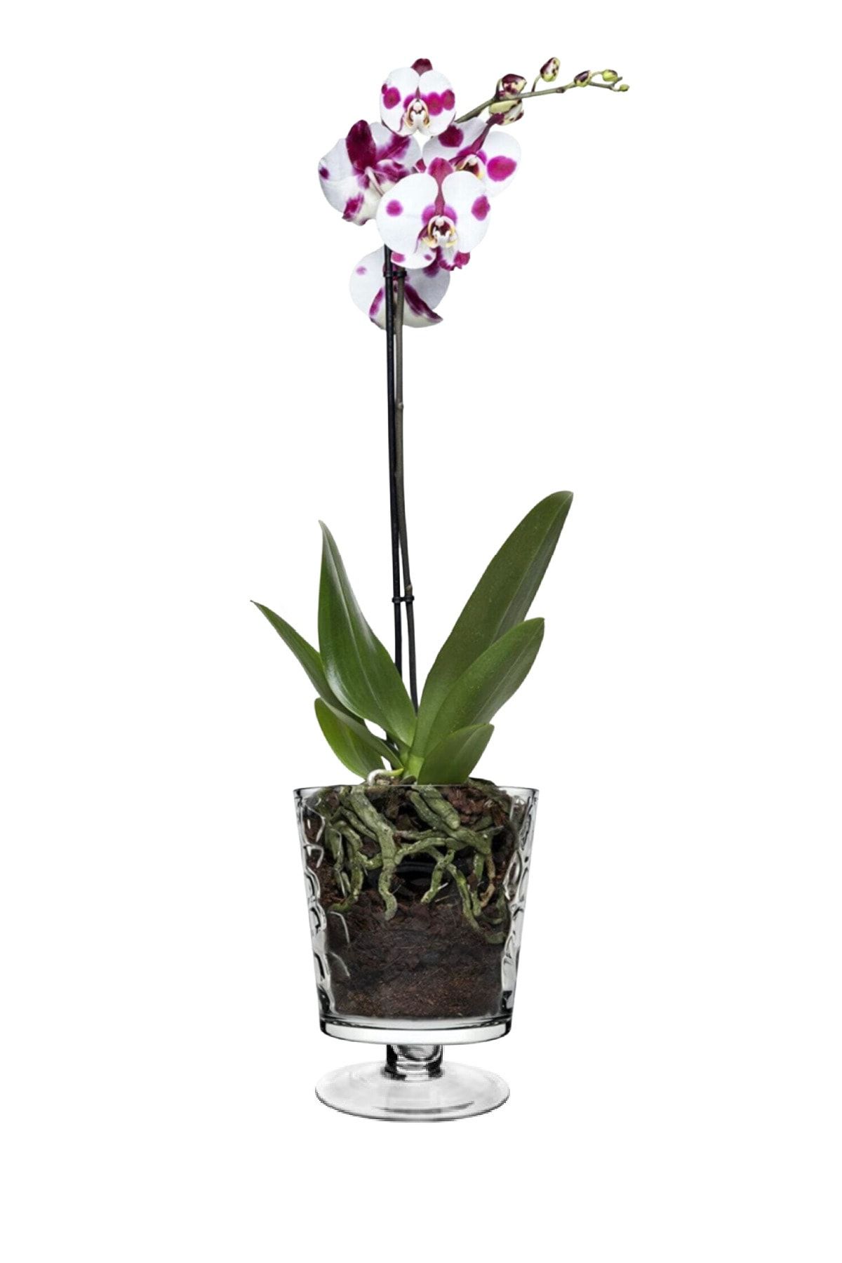 Paşabahçe Botanica Taş Gravürlü Ayaklı Orkide Saksısı