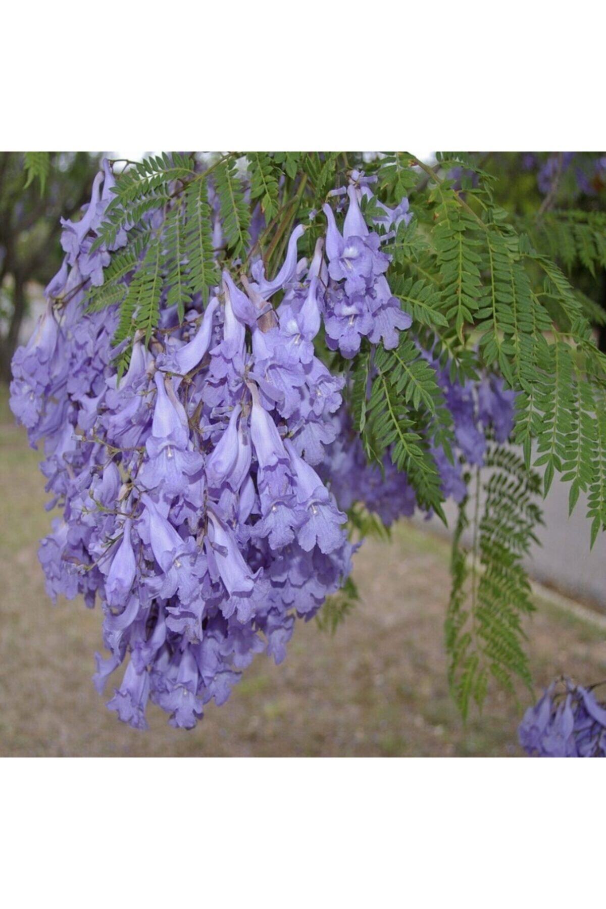 AnamurNaturel Tüplü Jacaranda Mimosifolia Ağacı Fidanı-5 Adet