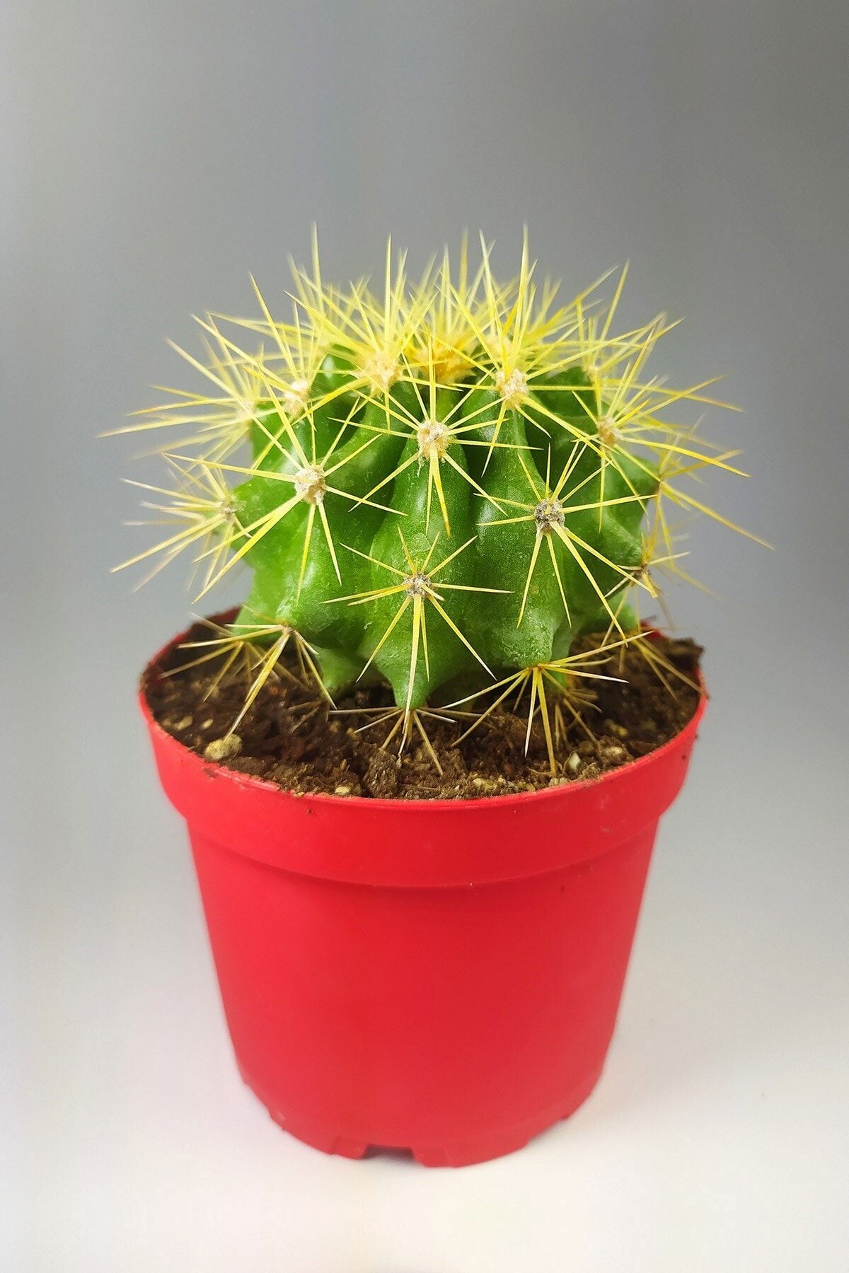 Toptan Kaktüs Echinocactus Grusonii Altın Fıçı 8.5 Cm Kırmızı Saksıda