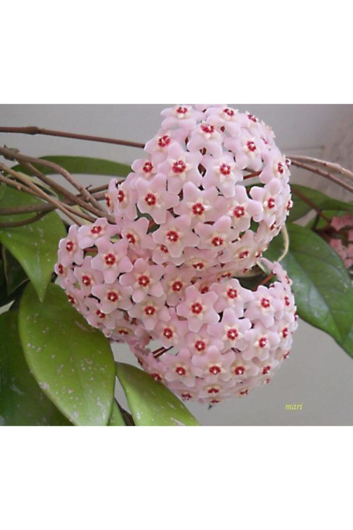 ruzgarbotanik Mum Çiçeği Fidanı 30 cm