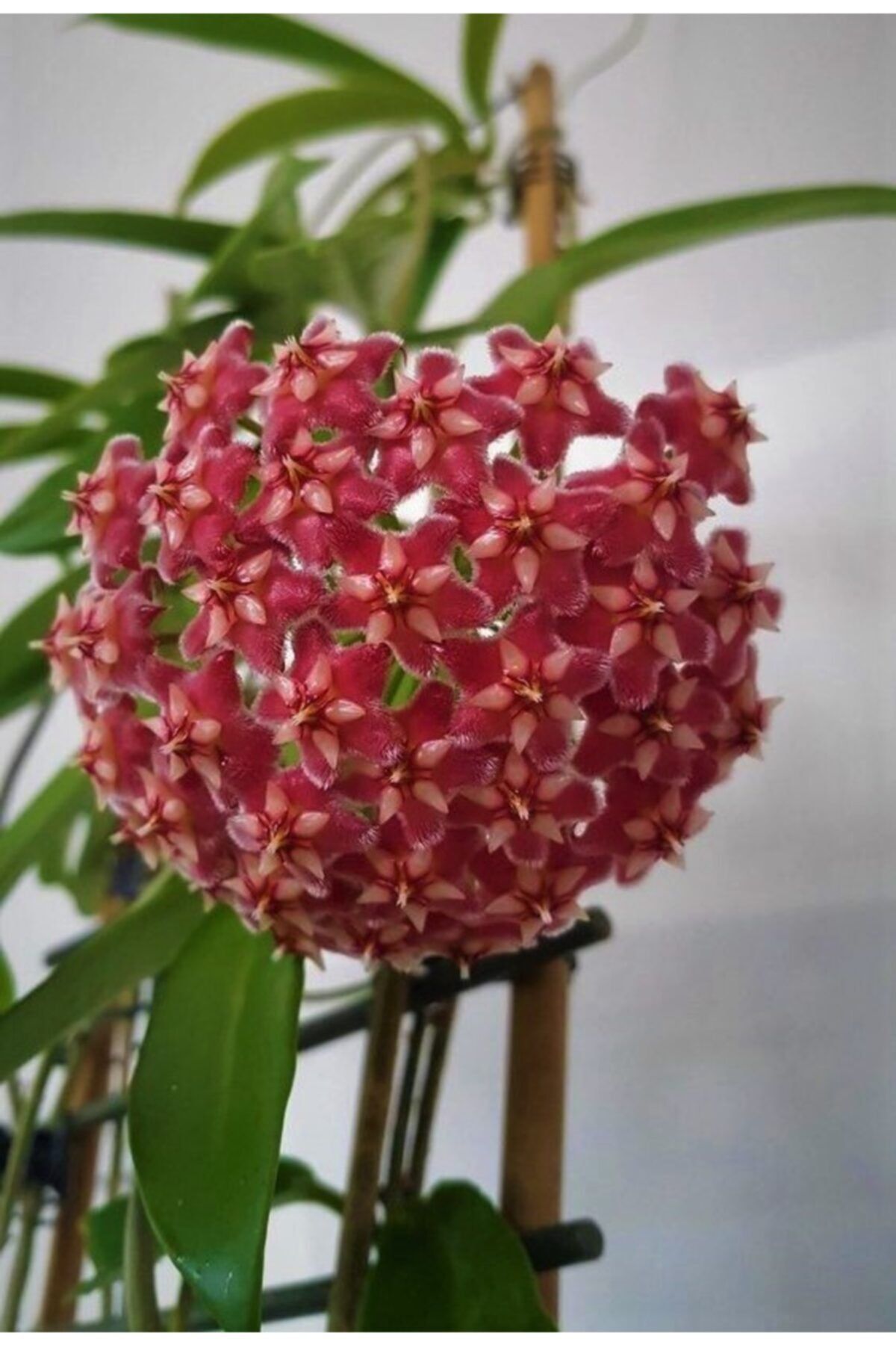 Aysima Çiçekevi Mum Çiçeği Kırmızı (hoya Carnosa) Kokulu 1.kalite 9 Cm Saksıda